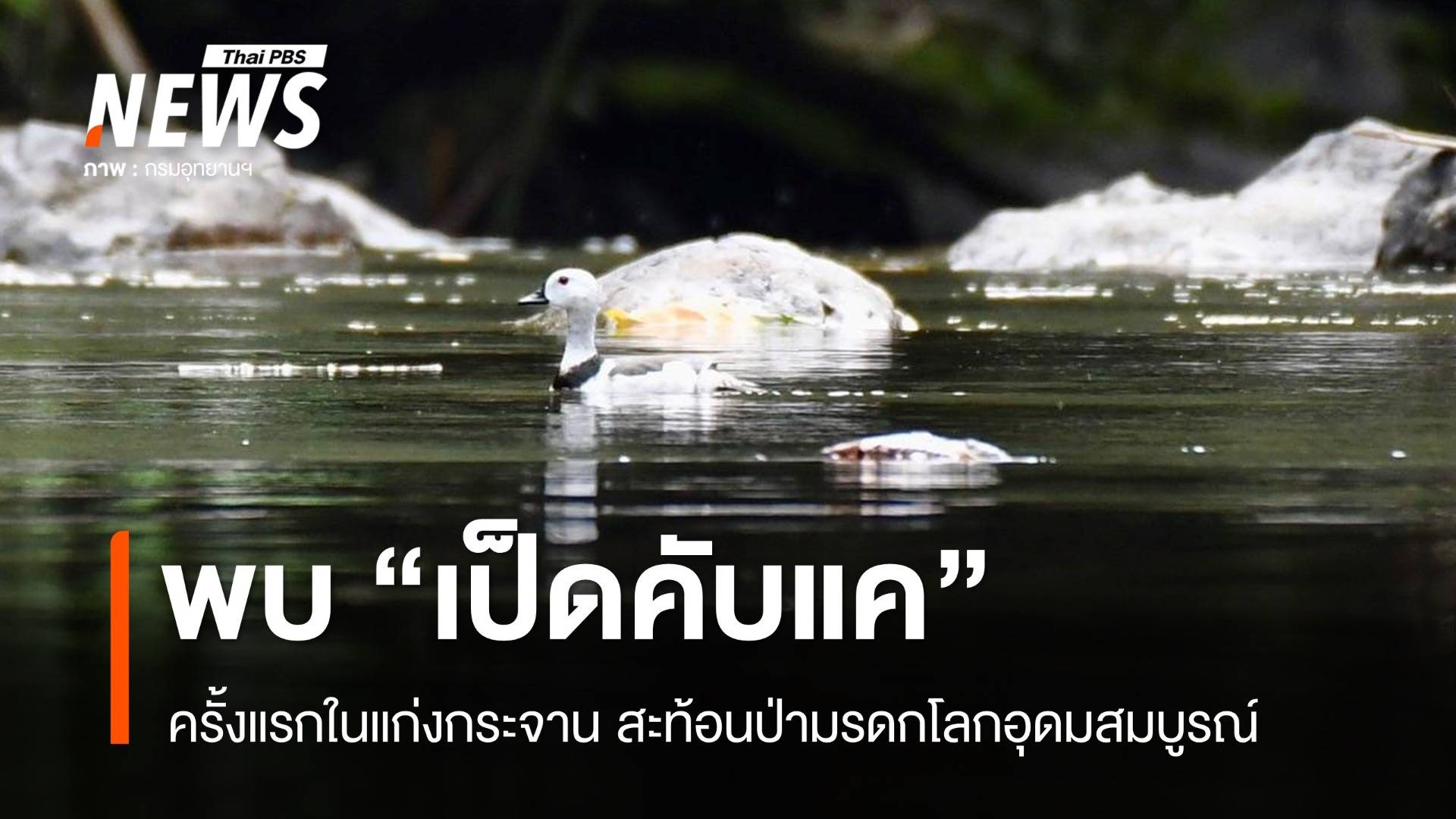 พบ "เป็ดคับแค" ครั้งแรกในแก่งกระจาน สะท้อนป่ามรดกอุดมสมบูรณ์