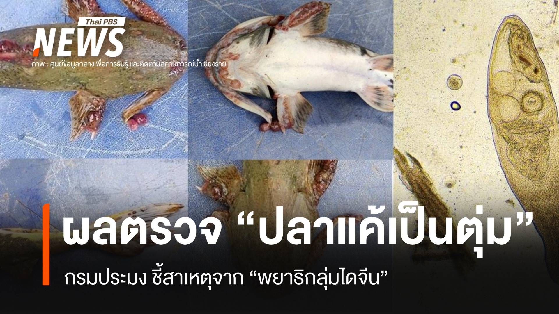 เปิดผลตรวจ "ปลาแค้เป็นตุ่ม" พบสาเหตุจาก "พยาธิกลุ่มไดจีน"