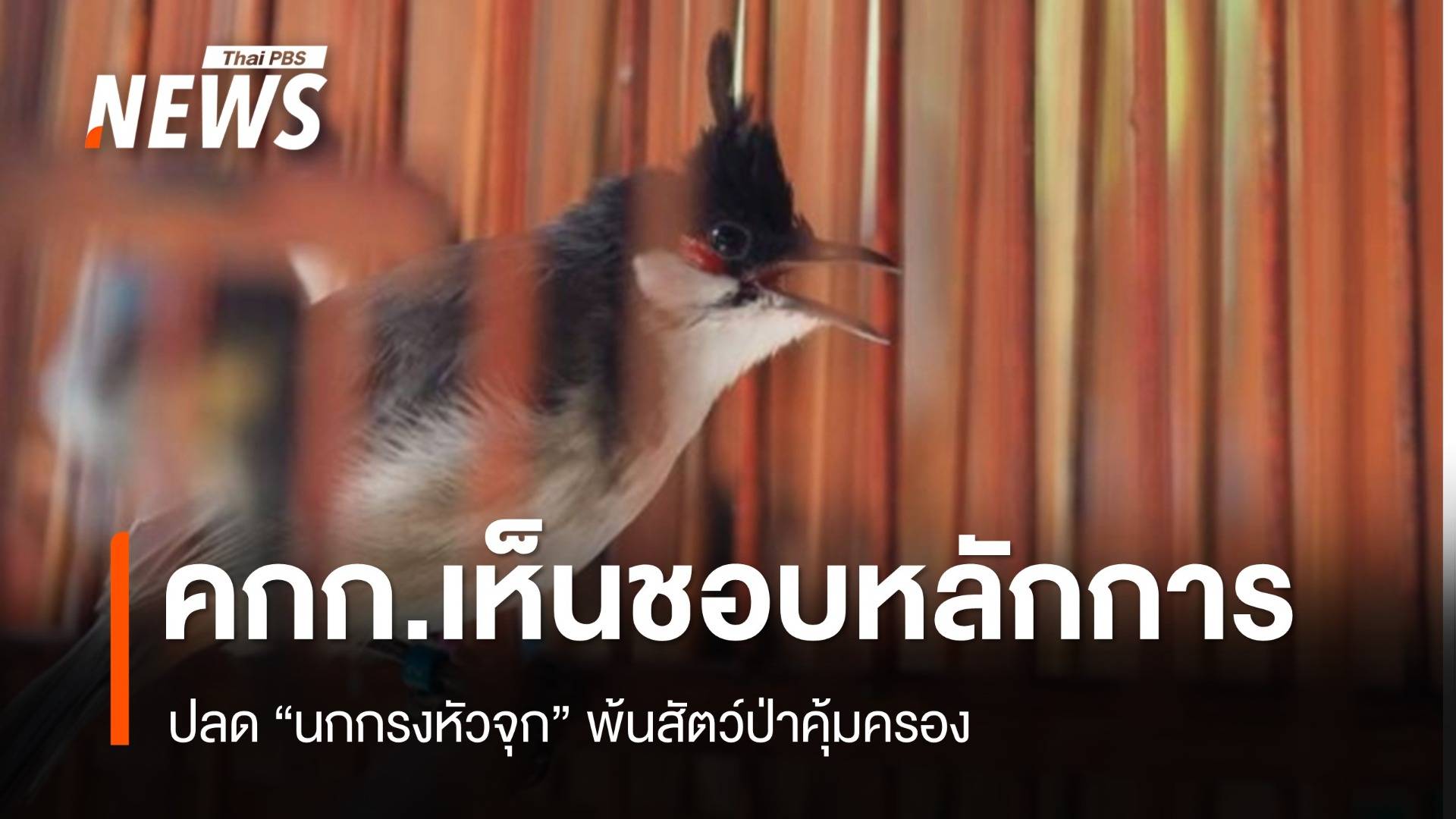 คกก.เห็นชอบหลักการ ปลด "นกกรงหัวจุก" พ้นสัตว์ป่าคุ้มครอง 