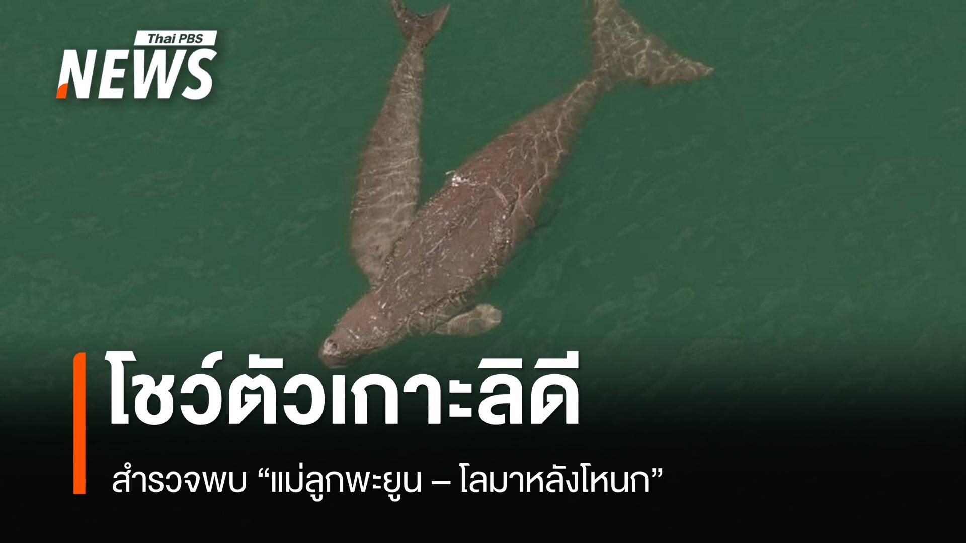 สำรวจพบ "แม่ลูกพะยูน - โลมาหลังโหนก" โชว์ตัวเกาะลิดี