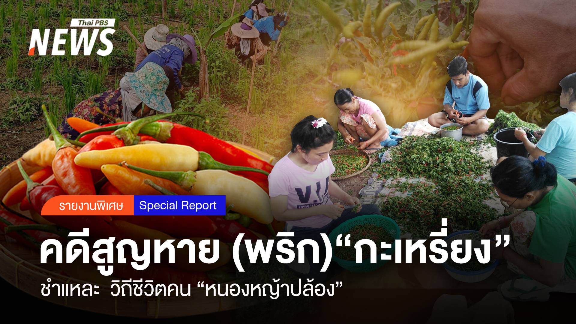 คดีสูญหาย (พริก) "กะเหรี่ยง" ชำแหละวิถีคน "หนองหญ้าปล้อง"