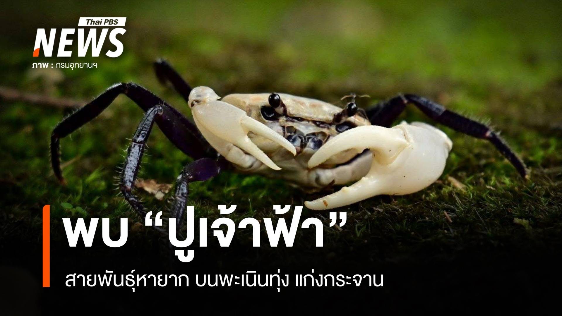 พบ "ปูเจ้าฟ้า" สายพันธุ์หายาก บนพะเนินทุ่ง แก่งกระจาน