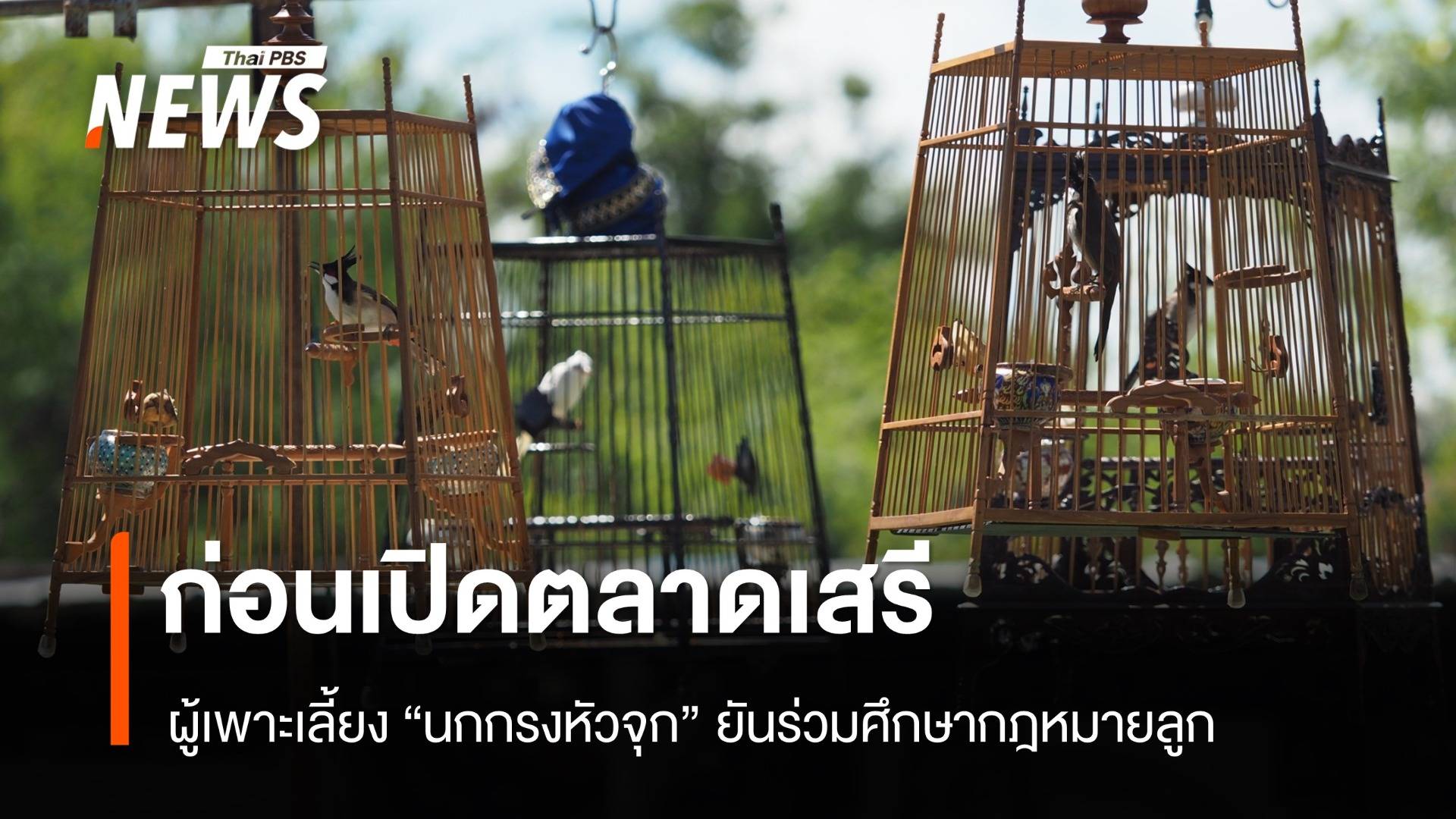 ผู้เพาะเลี้ยง "นกกรงหัวจุก" ยันร่วมศึกษากฎหมายลูก จัดการกลุ่มล่า-ค้านกป่า