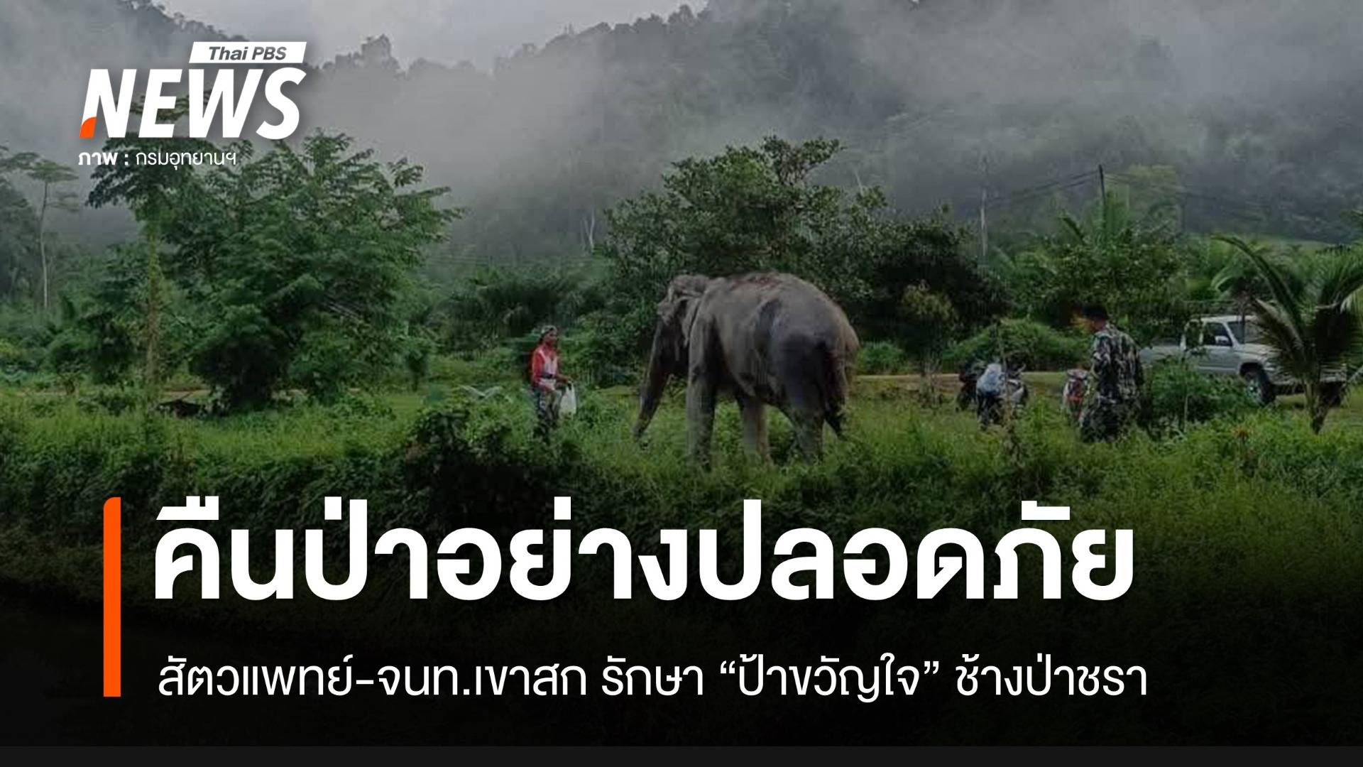 หายดีแล้ว "ป้าขวัญใจ" ช้างป่าชรา กลับคืนป่าเขาสก