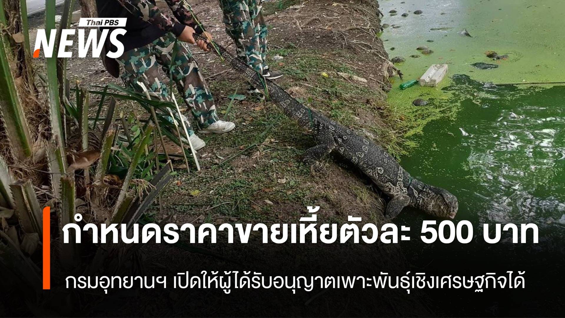 เพาะพันธุ์เชิงเศรษฐกิจ กรมอุทยานฯ กำหนดราคาขาย "เหี้ย" ตัวละ 500 บาท
