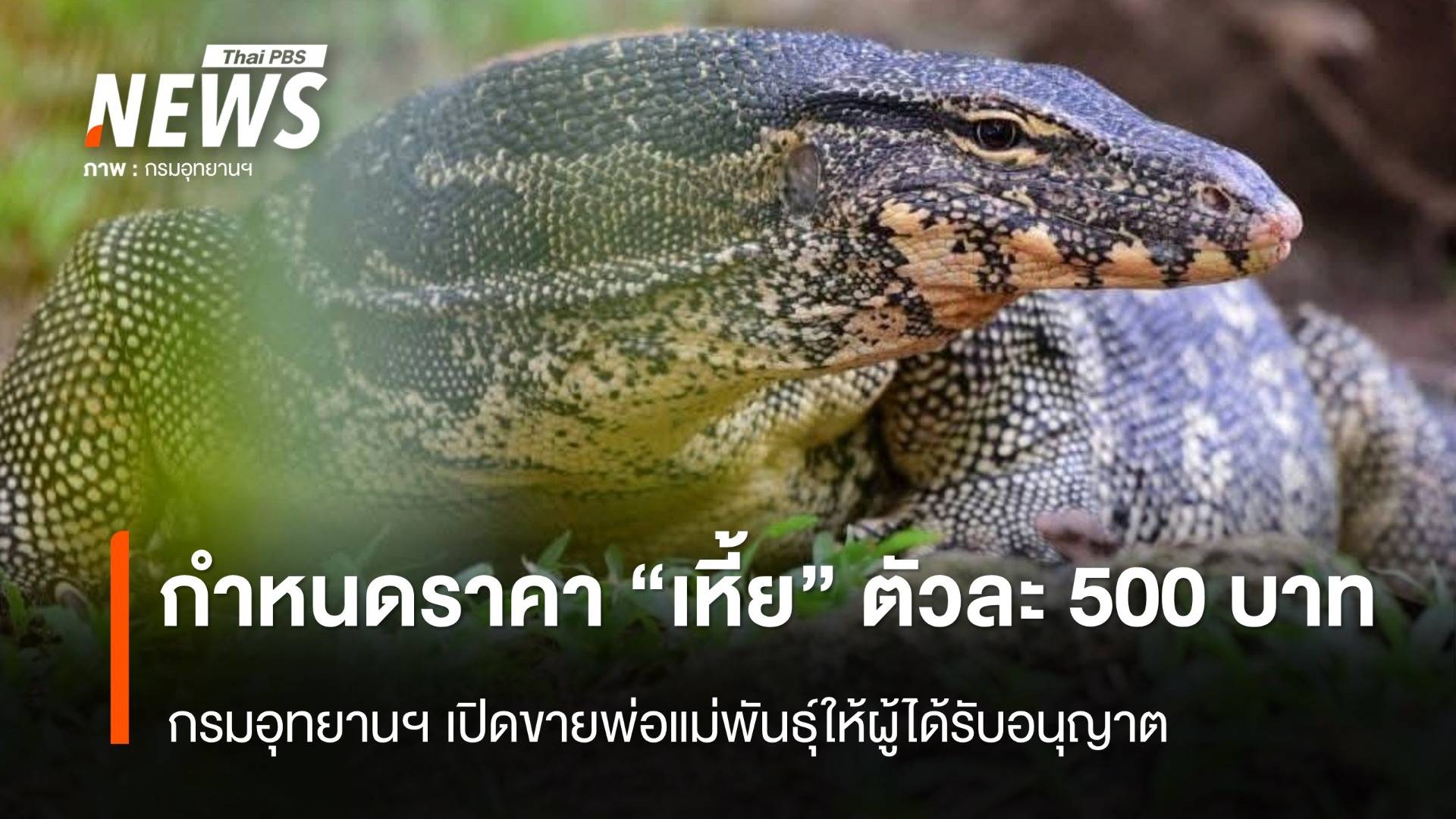 เพาะพันธุ์เชิงเศรษฐกิจ กรมอุทยานฯ กำหนดราคาขาย "เหี้ย" ตัวละ 500 บาท