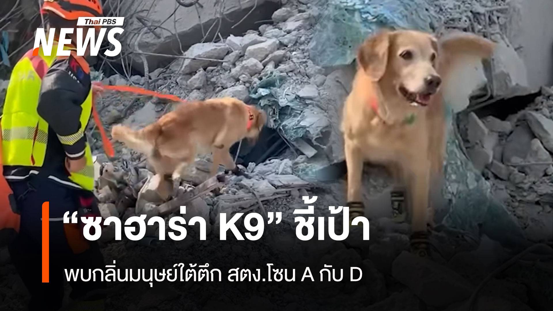 ด่วน! "K9 ซาฮาร่า" แจ้งพิกัดกลิ่นมนุษย์ใต้ตึกถล่มโซน A กับ D