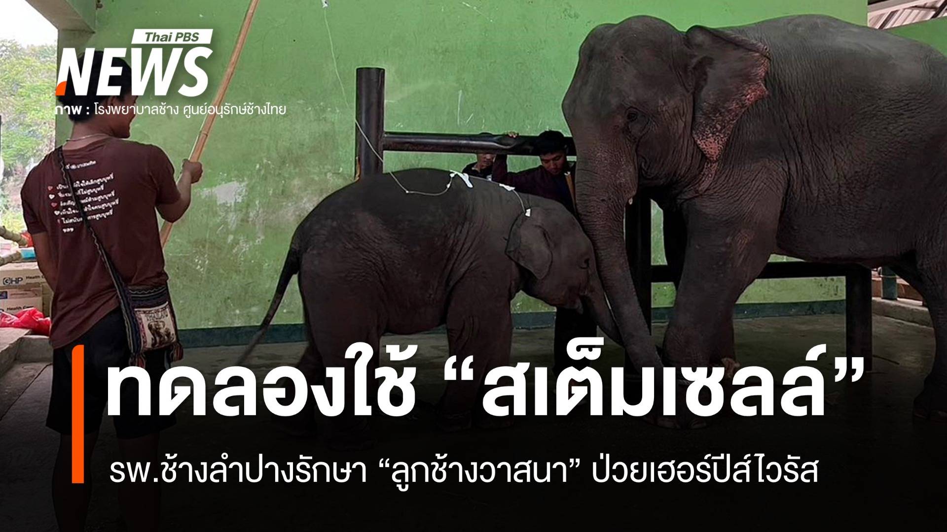 เคสแรกในไทยใช้ “สเต็มเซลล์” รักษา “ลูกช้างวาสนา” ป่วยเฮอร์ปีส์ไวรัส