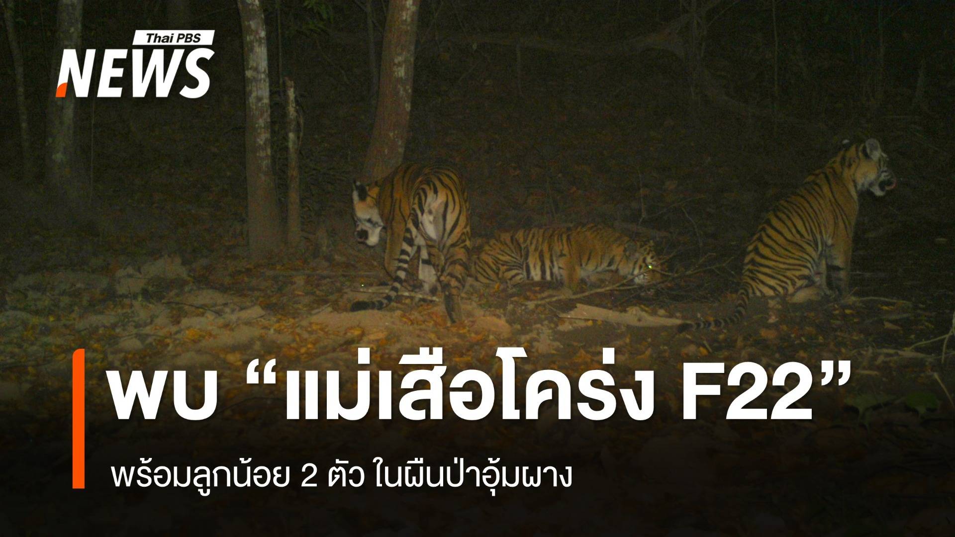 พบ "แม่เสือโคร่ง F22" พร้อมลูกน้อย 2 ตัว ผืนป่าอุ้มผาง