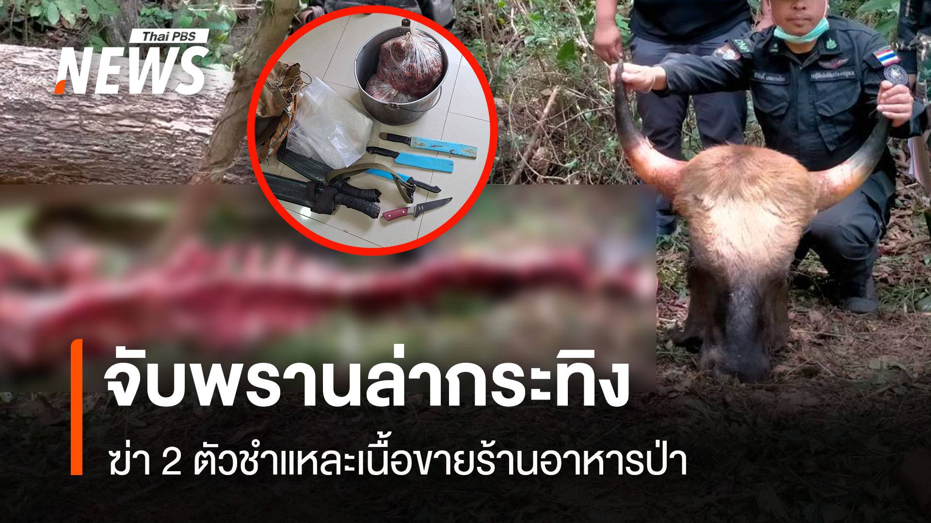 จับแล้ว! มือล่ากระทิงเขาแผงม้า 2 ตัวชำแหละเนื้อขาย