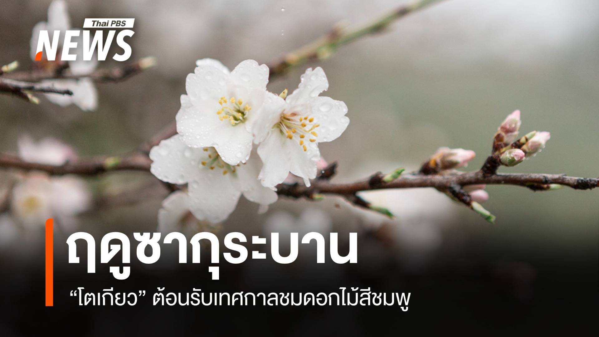 ฤดูซากุระบานเริ่มแล้ว! โตเกียวต้อนรับเทศกาลชมดอกไม้สีชมพู