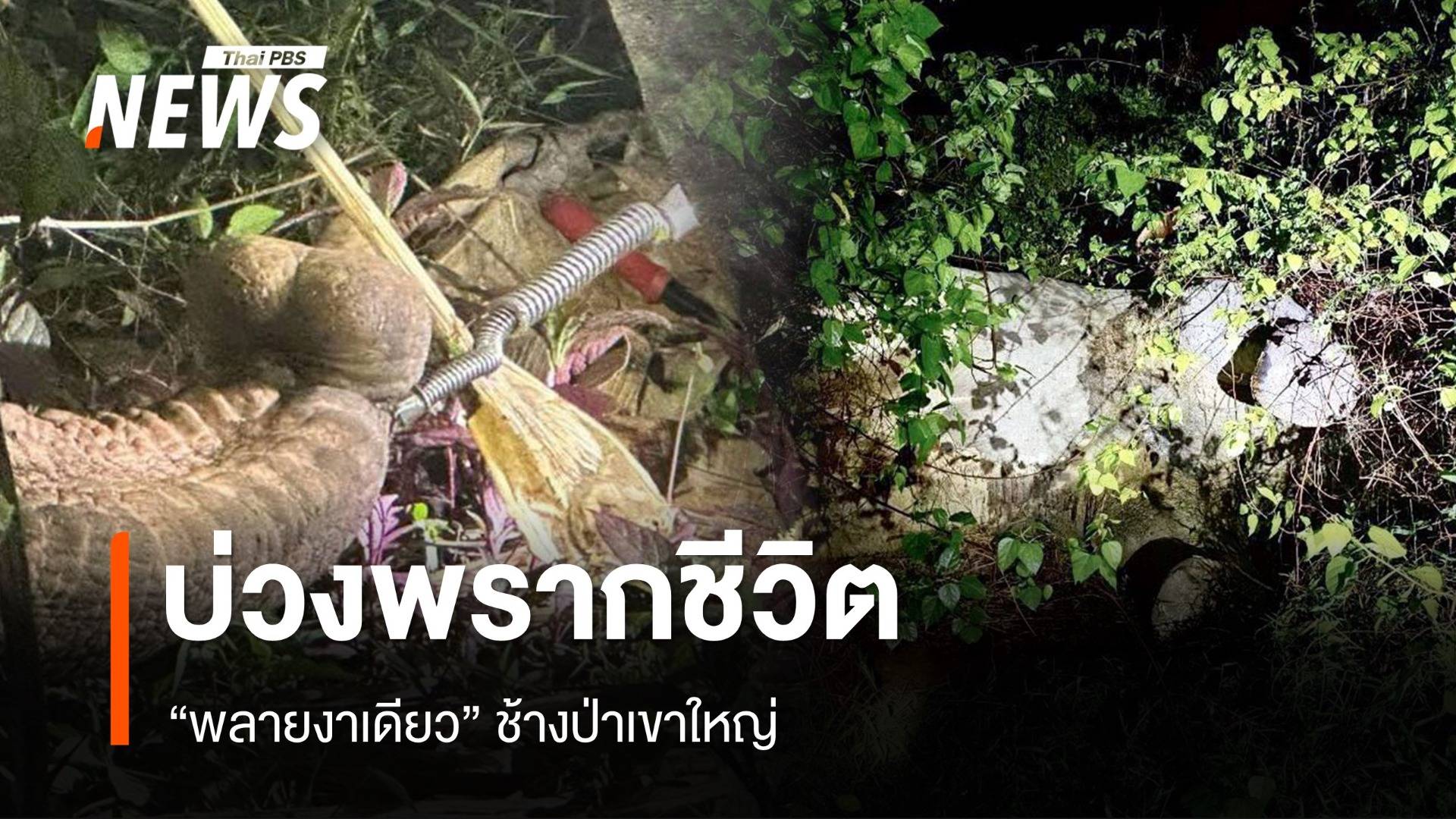 บ่วงพรากชีวิต "พลายงาเดียว" ช้างป่าเขาใหญ่