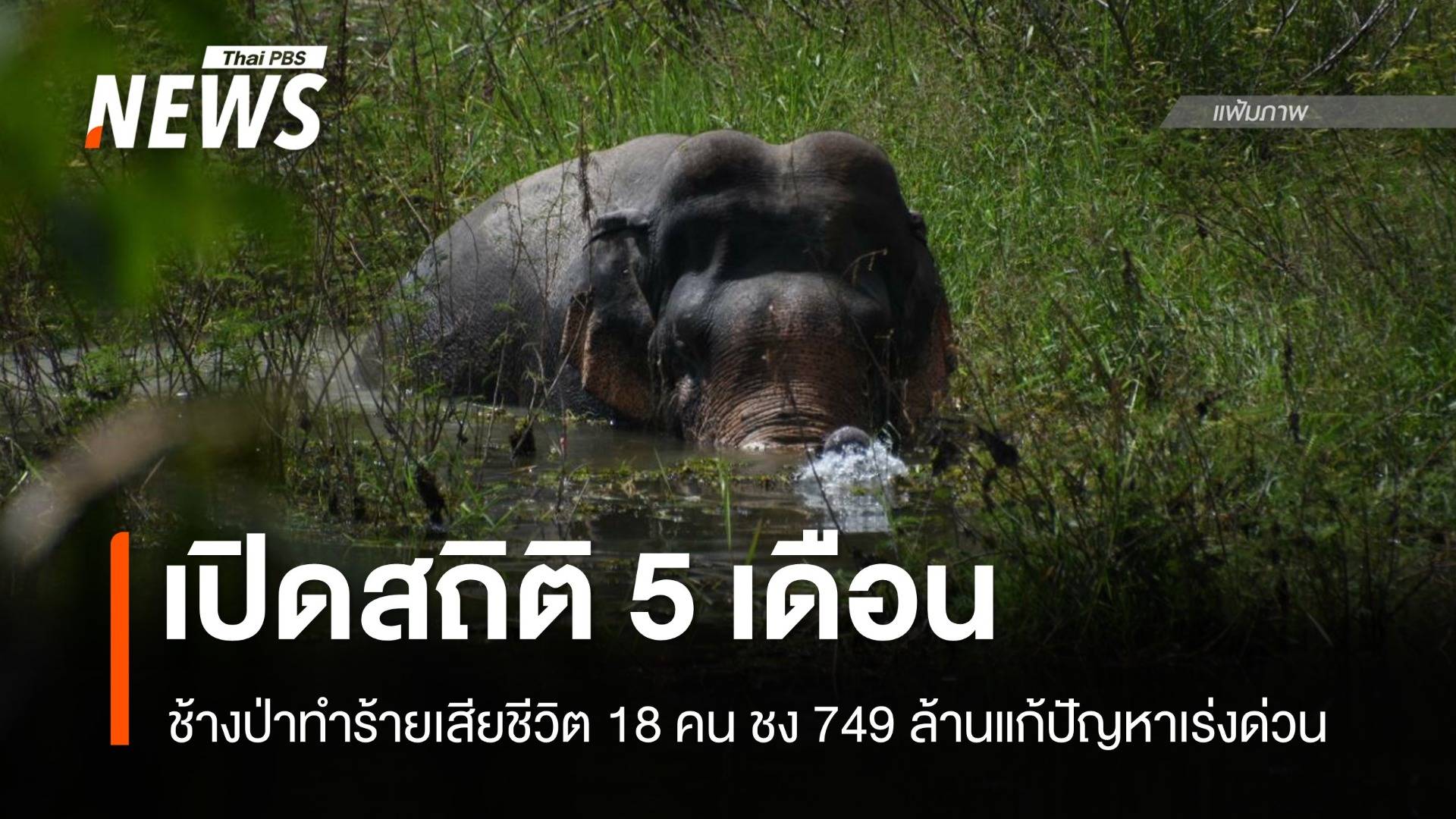 5 เดือน "ช้างป่า" ทำร้ายตาย 18 คน ชง 749 ล้านแก้ปัญหาเร่งด่วน