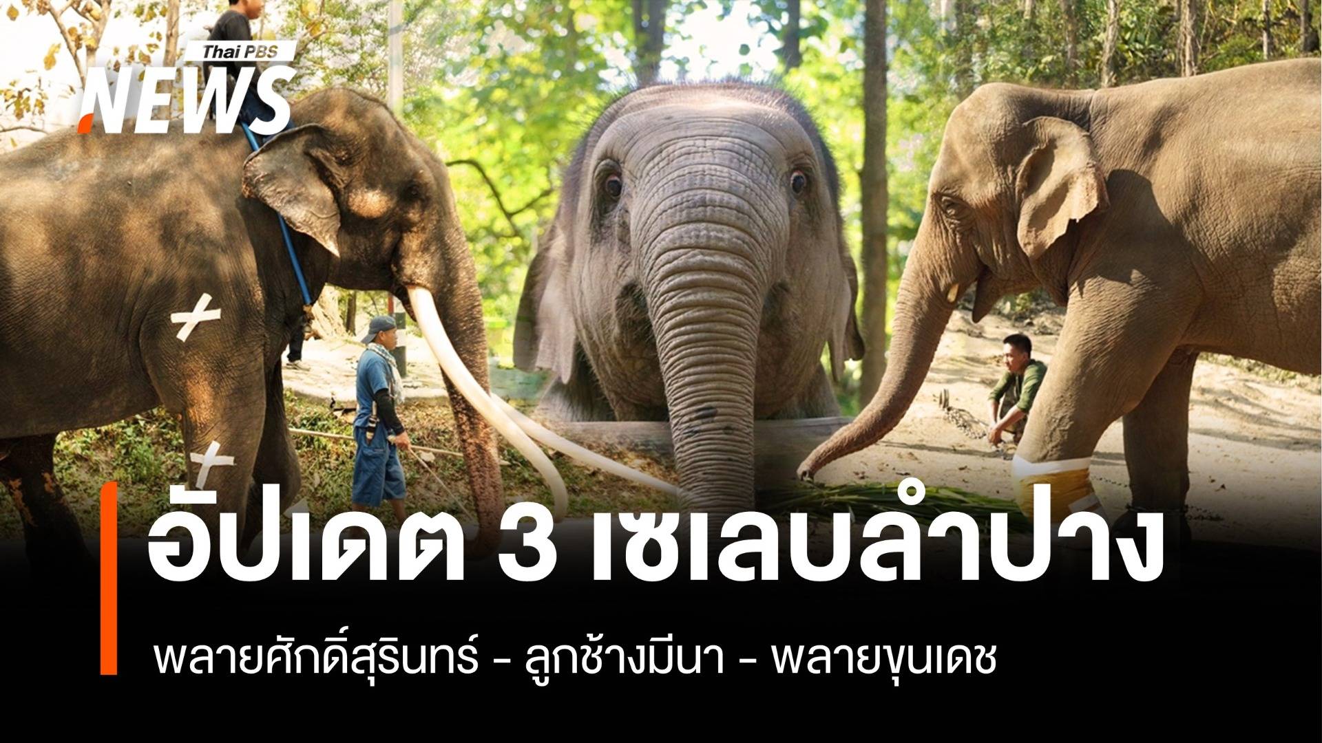 อัปเดต 3 เซเลบช้างเมืองลำปาง "ศักดิ์สุรินทร์-มีนา-ขุนเดช"