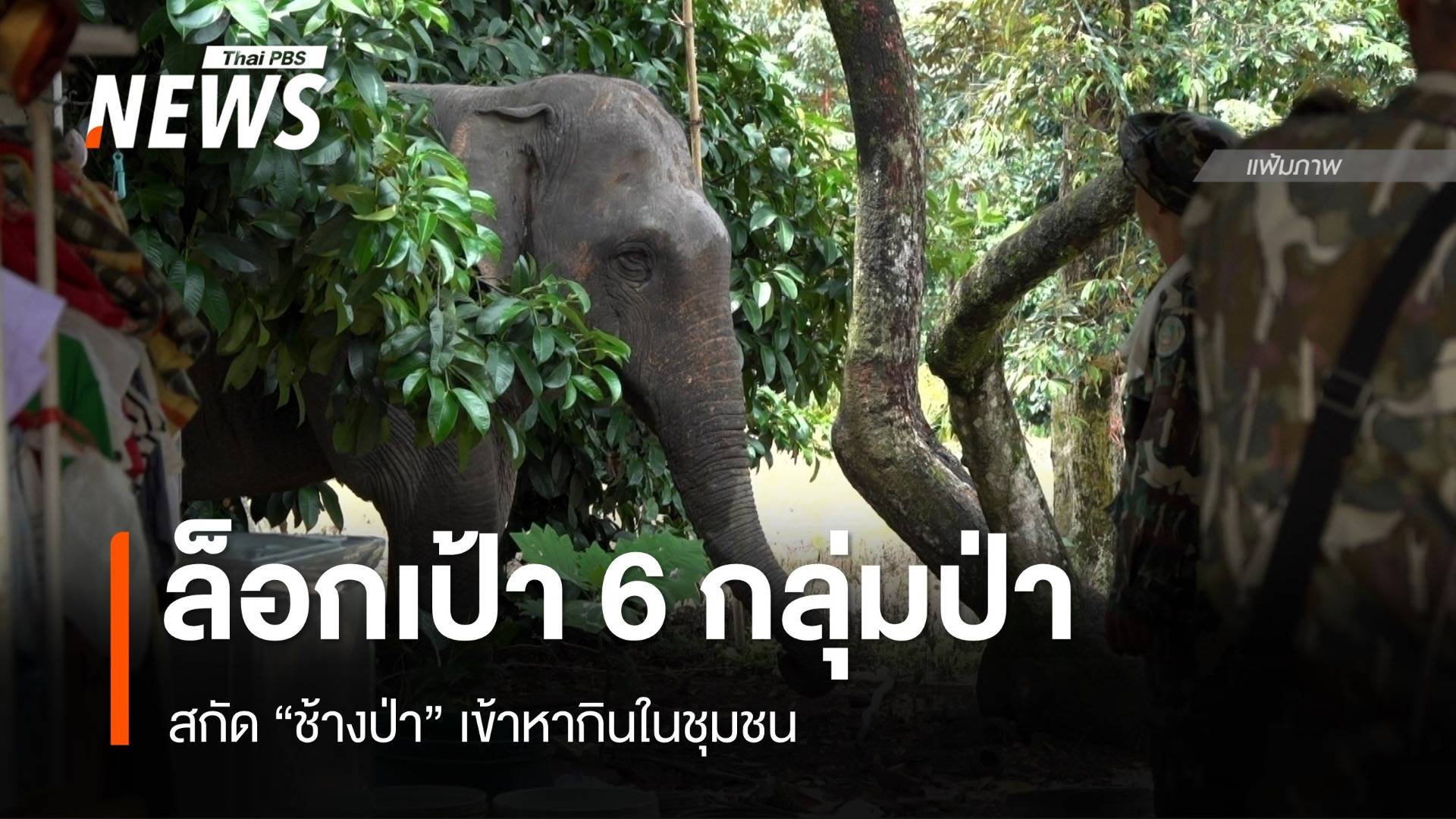 ล็อกเป้า 6 กลุ่มป่า สกัด "ช้าง" เข้าหากินในชุมชน