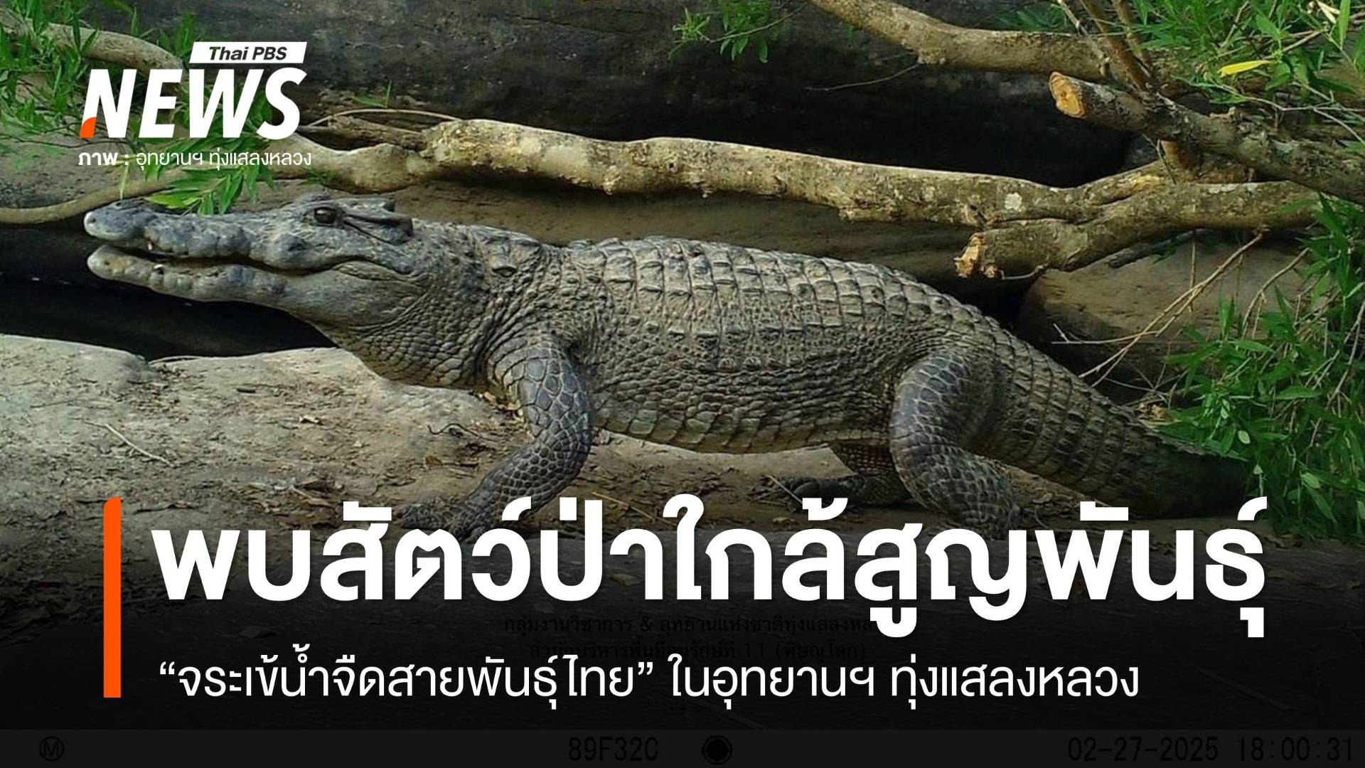 นักวิจัยพบ "จระเข้น้ำจืดพันธุ์ไทย" ใกล้สูญพันธุ์ ในอุทยานฯ ทุ่งแสลงหลวง