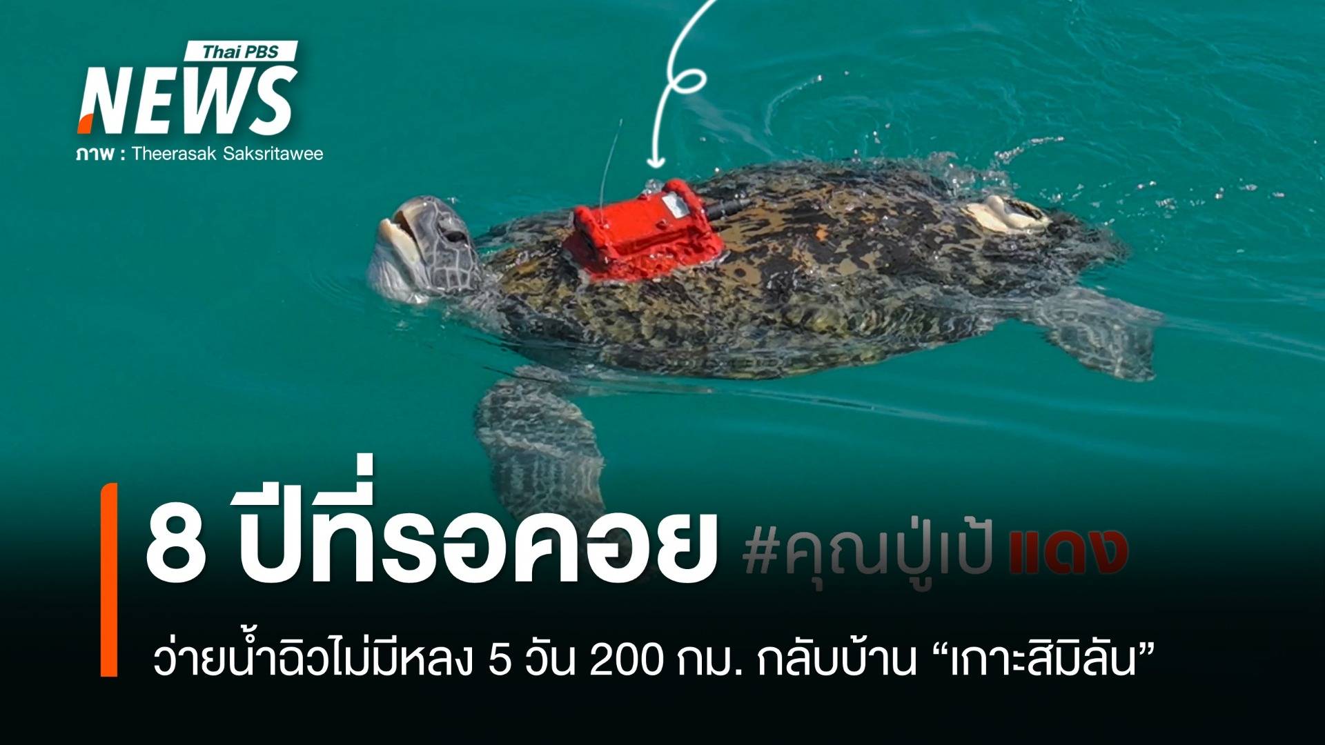 "คุณปู่เป้แดง" 8 ปีที่รอคอยว่ายน้ำ 5 วัน 200 กม. กลับบ้านสิมิลัน