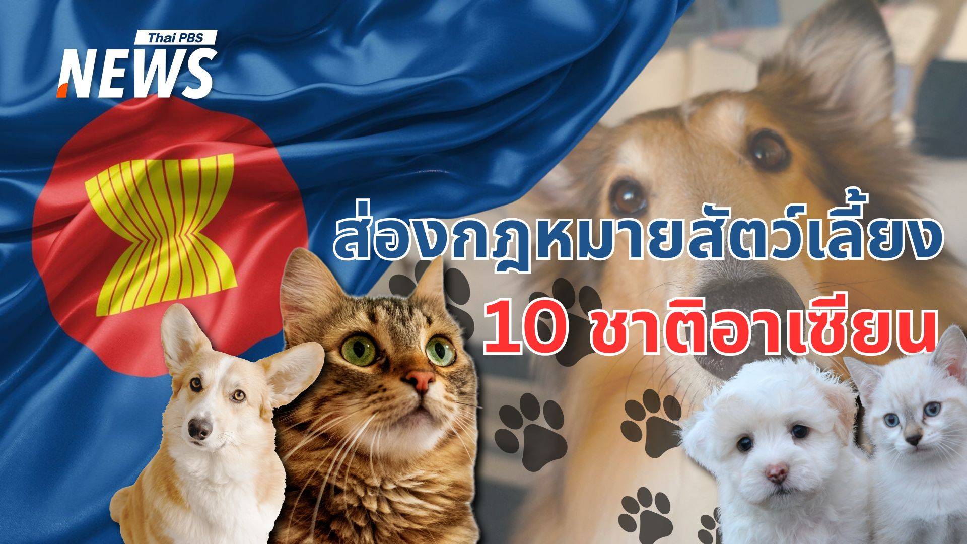 ส่อง "กฎหมายสัตว์เลี้ยง" 10 ชาติอาเซียน ใครคุ้มครองสัตว์ดีสุด ?