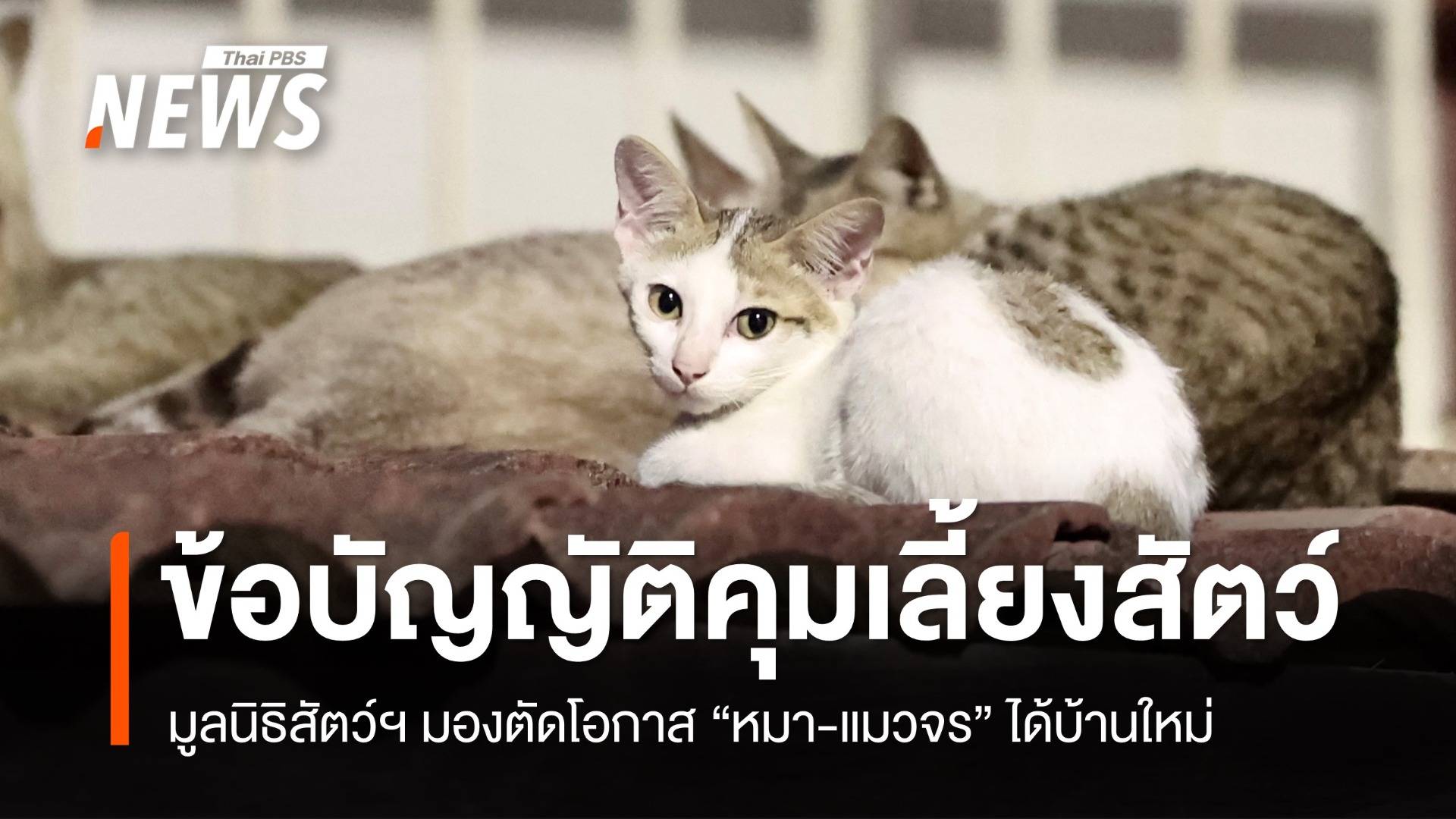 มูลนิธิสัตว์ มองข้อบัญญัติคุมเลี้ยงสัตว์ ตัดโอกาส "หมา-แมวจร" ได้บ้านใหม่