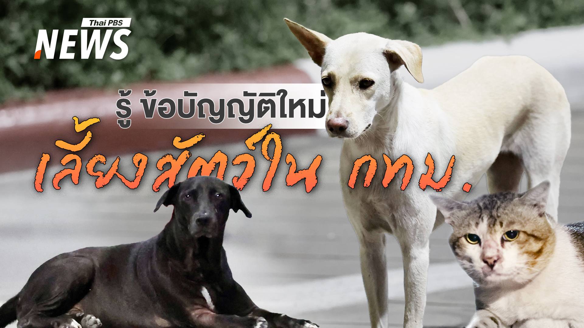 เลี้ยงสัตว์ใน กทม.ต้องรู้ ข้อบัญญัติใหม่ ควบคุมการเลี้ยง-ปล่อยสัตว์