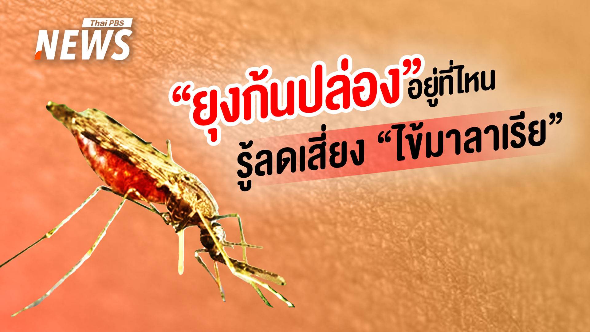 "ยุงก้นปล่อง" อยู่ที่ไหน รู้ลดเสี่ยงจาก "ไข้มาลาเรีย"