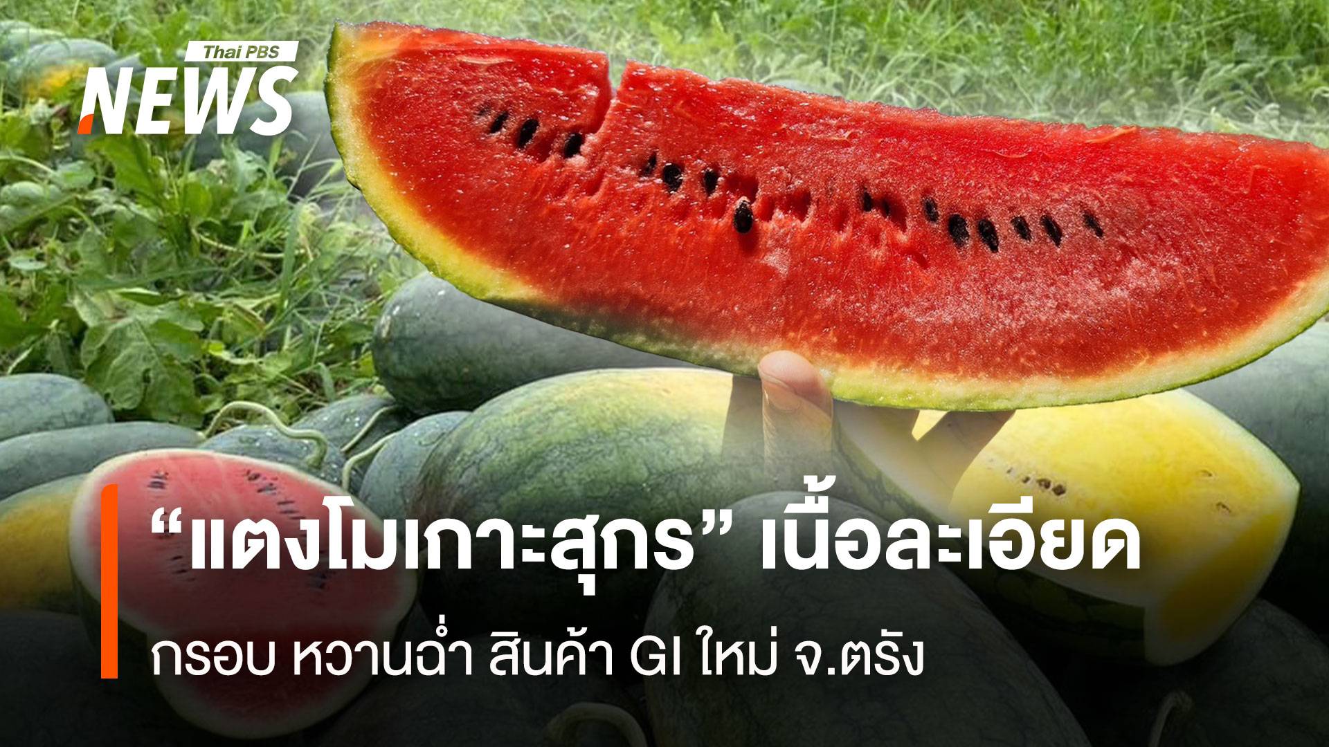 “แตงโมเกาะสุกร” เนื้อละเอียด กรอบ หวานฉ่ำ สินค้า GI ใหม่ จ.ตรัง
