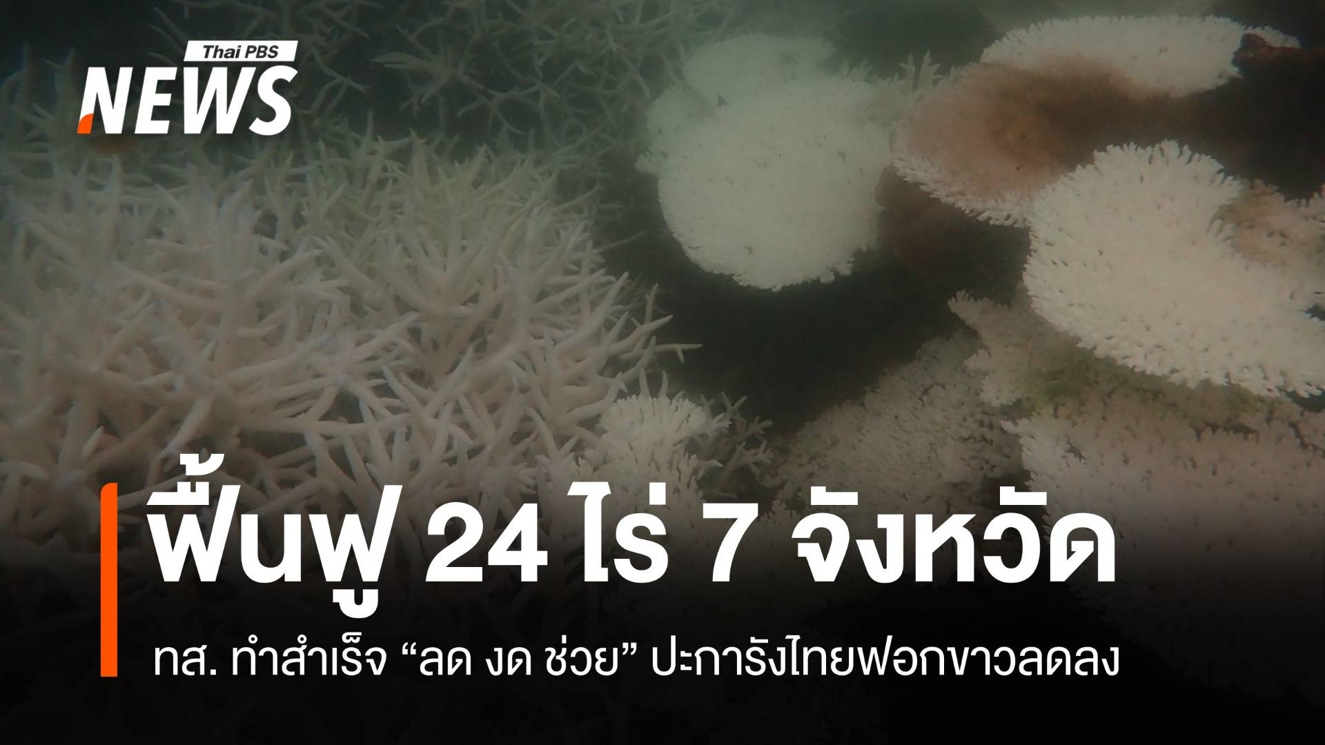 ปะการังไทยกลับมาแล้ว! ทส.ฟื้นฟู 24 ไร่ สู้ฟอกขาวสำเร็จ