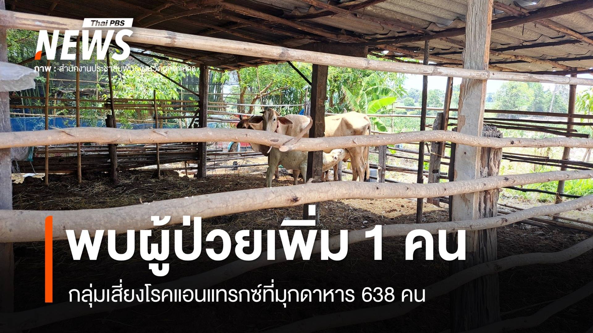 พบผู้ป่วยโรคแอนแทรกซ์ที่มุกดาหารเพิ่ม 1 คน กลุ่มเสี่ยง 638 คน