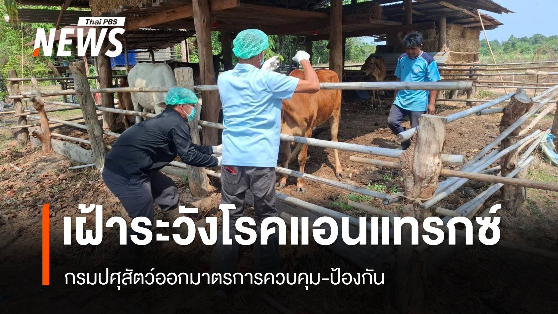 กรมปศุสัตว์เตือนเฝ้าระวัง "โรคแอนแทรกซ์" ออกมาตรการควบคุม-ป้องกัน