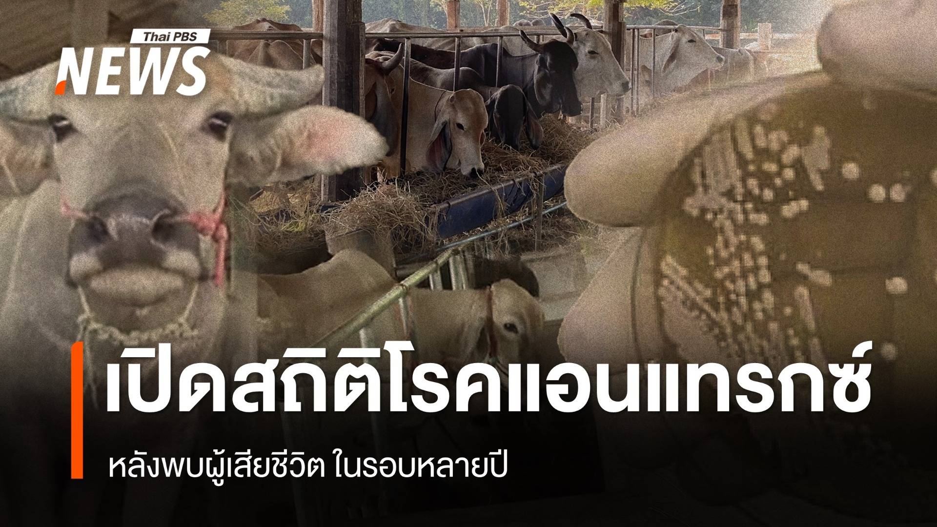เปิดสถิติโรคแอนแทรกซ์ในไทย  หลังพบผู้ป่วยในรอบหลายปี 