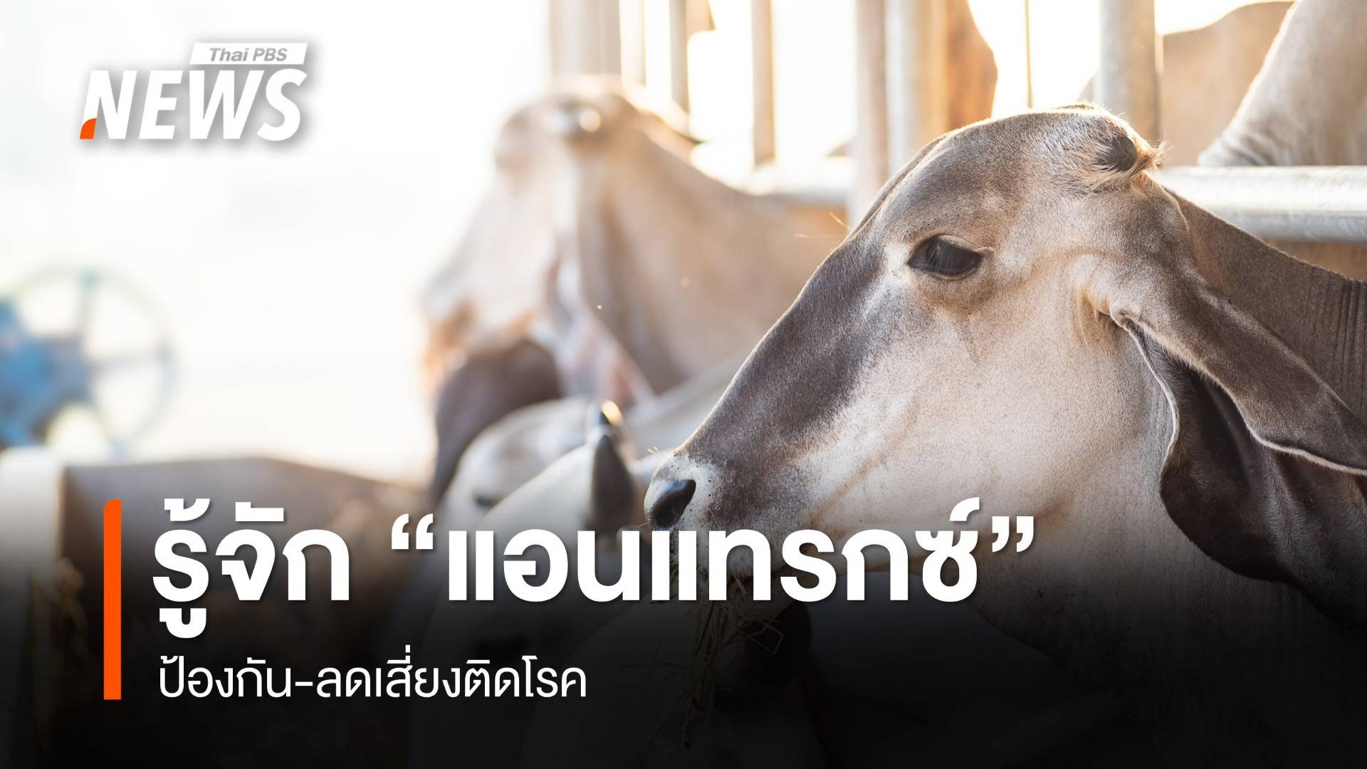 รู้จัก "แอนแทรกซ์" ให้ดีขึ้น ป้องกัน-ลดเสี่ยงติดโรค