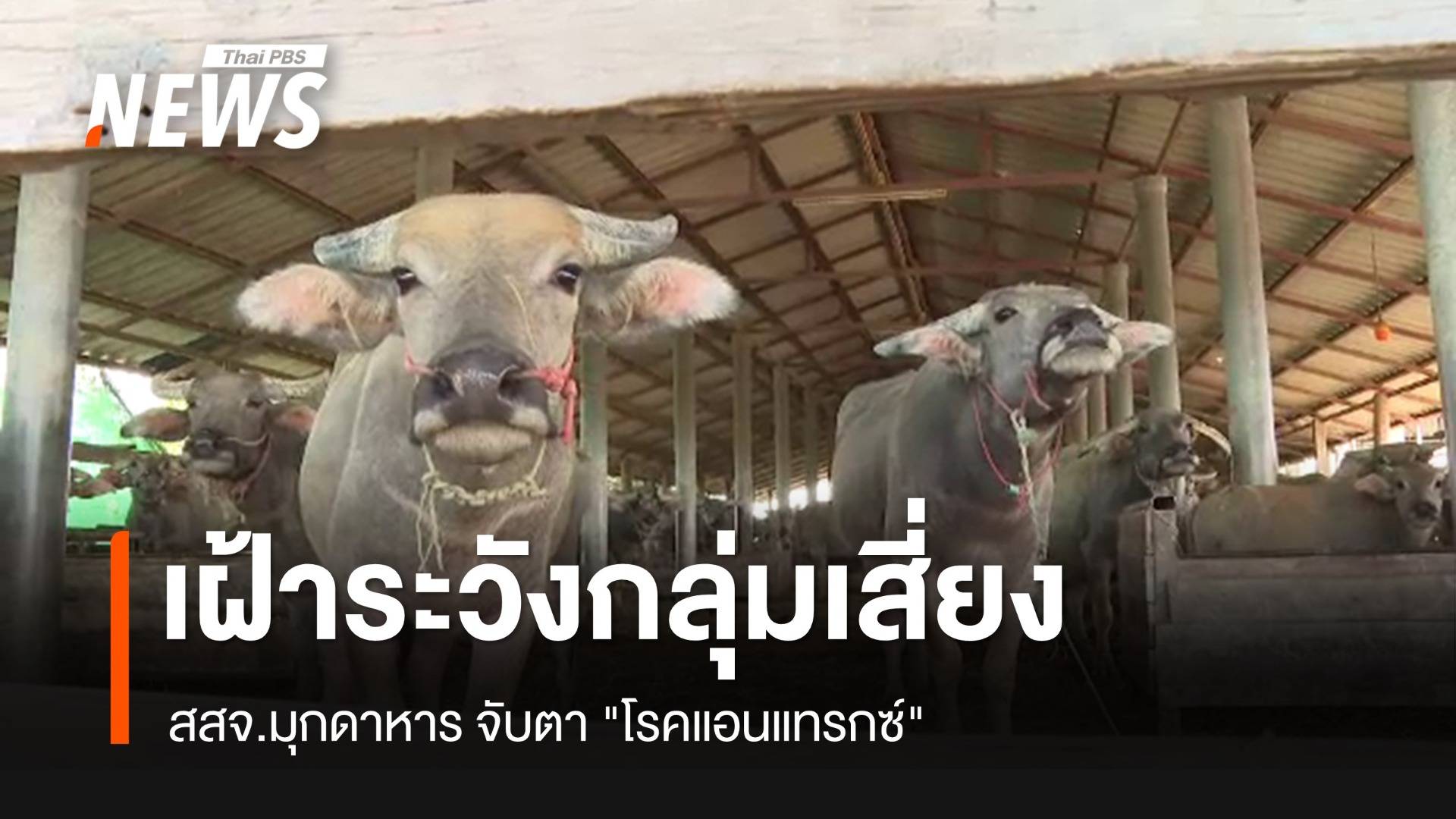 สสจ.มุกดาหาร เฝ้าระวังกลุ่มเสี่ยง "โรคแอนแทรกซ์"