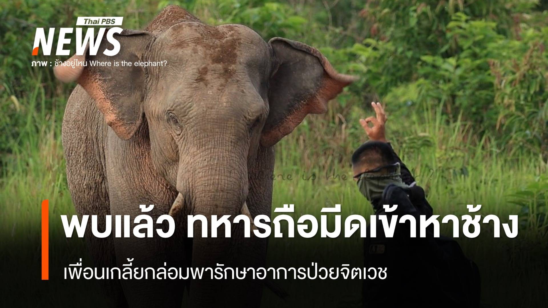 พบตัวแล้ว ทหารถือมีดประชิดช้างป่าเขาใหญ่ - เพื่อนเกลี้ยกล่อมพารักษา