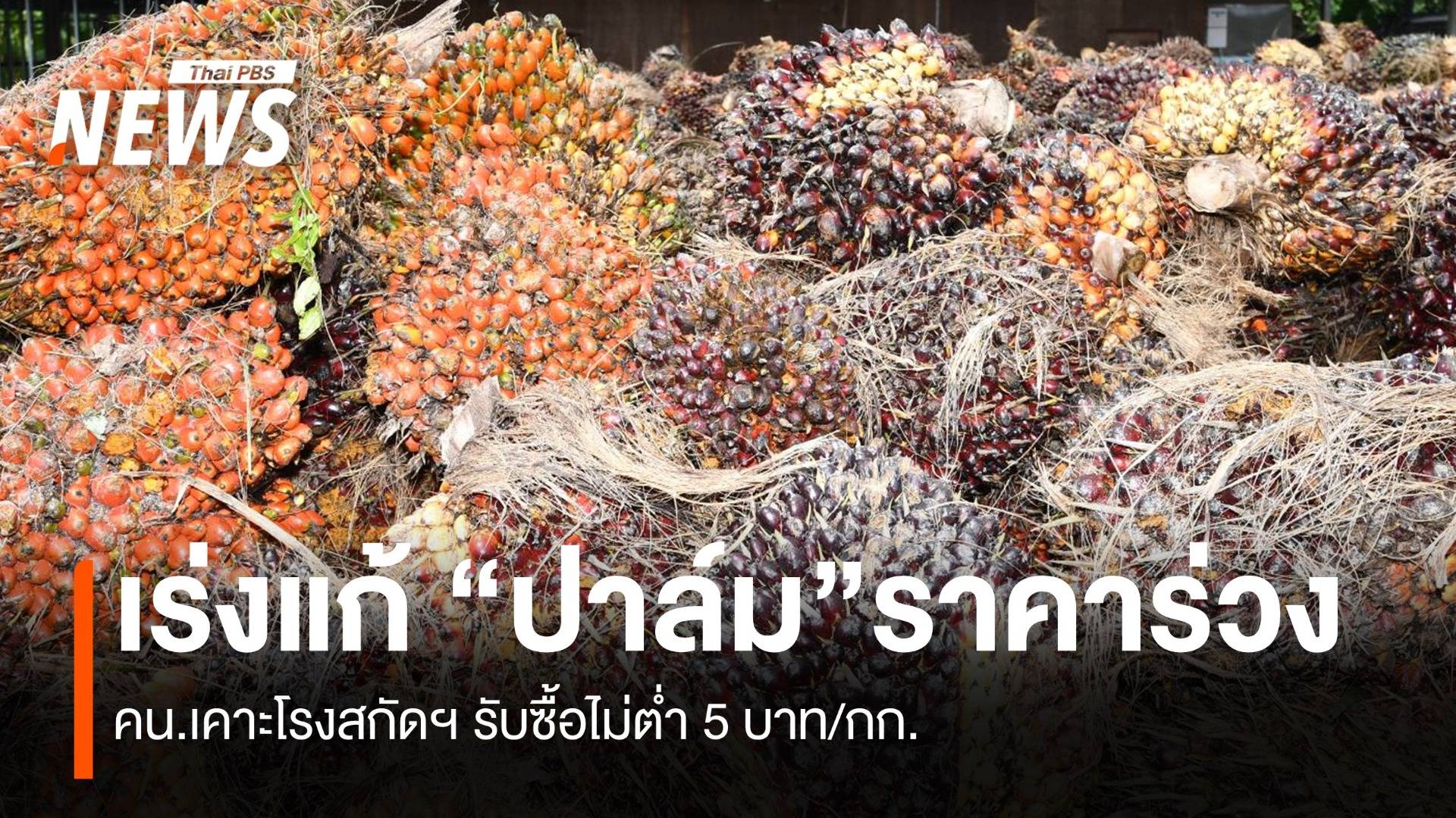 แก้ปาล์มราคาร่วง “คน.”เคาะ โรงสกัดฯ รับซื้อไม่ต่ำ 5 บาท/กก.
