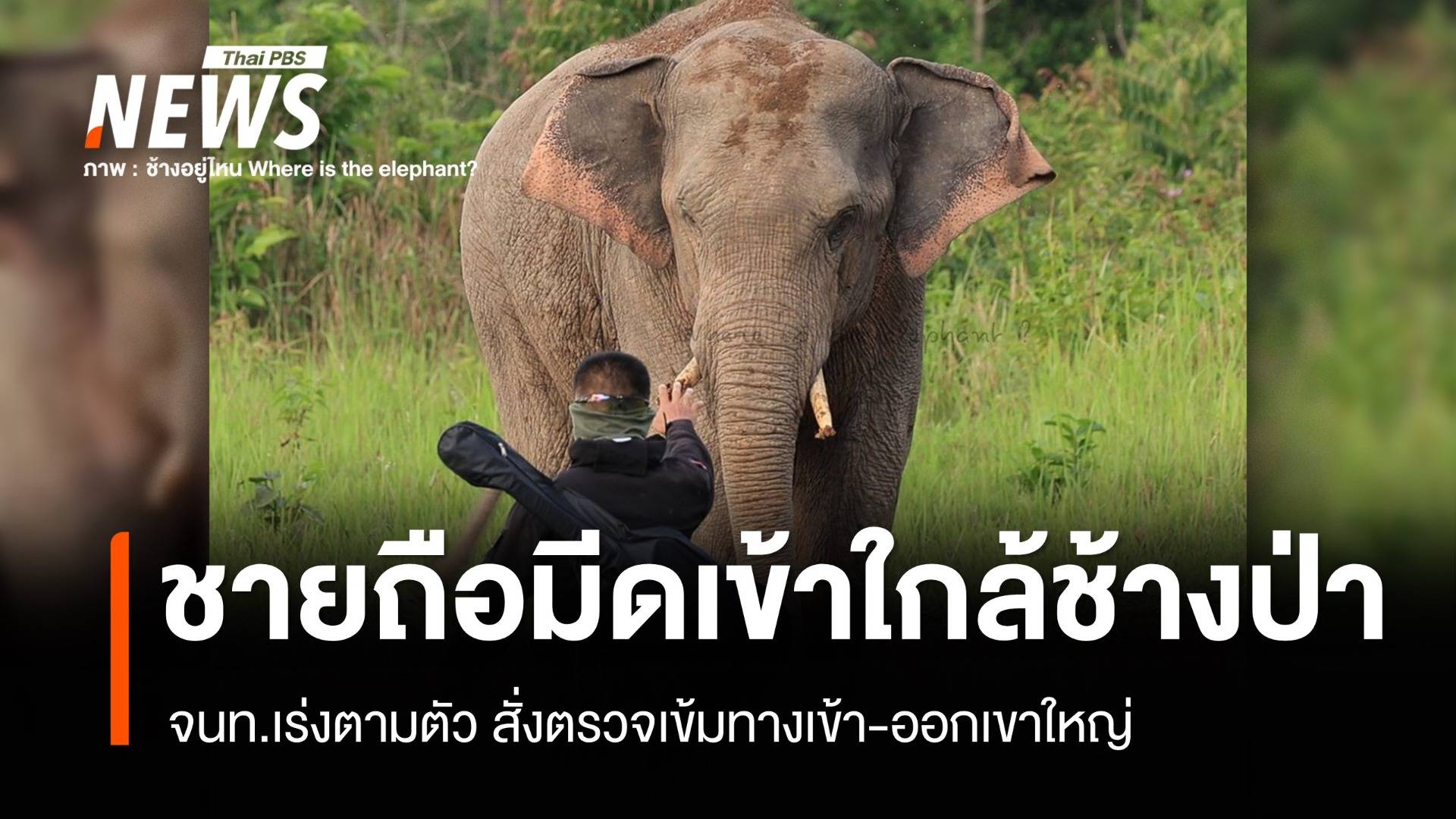 จนท.เร่งตามตัวชายพกมีดเดินลงโป่ง ประชิด "ช้างป่าเขาใหญ่"