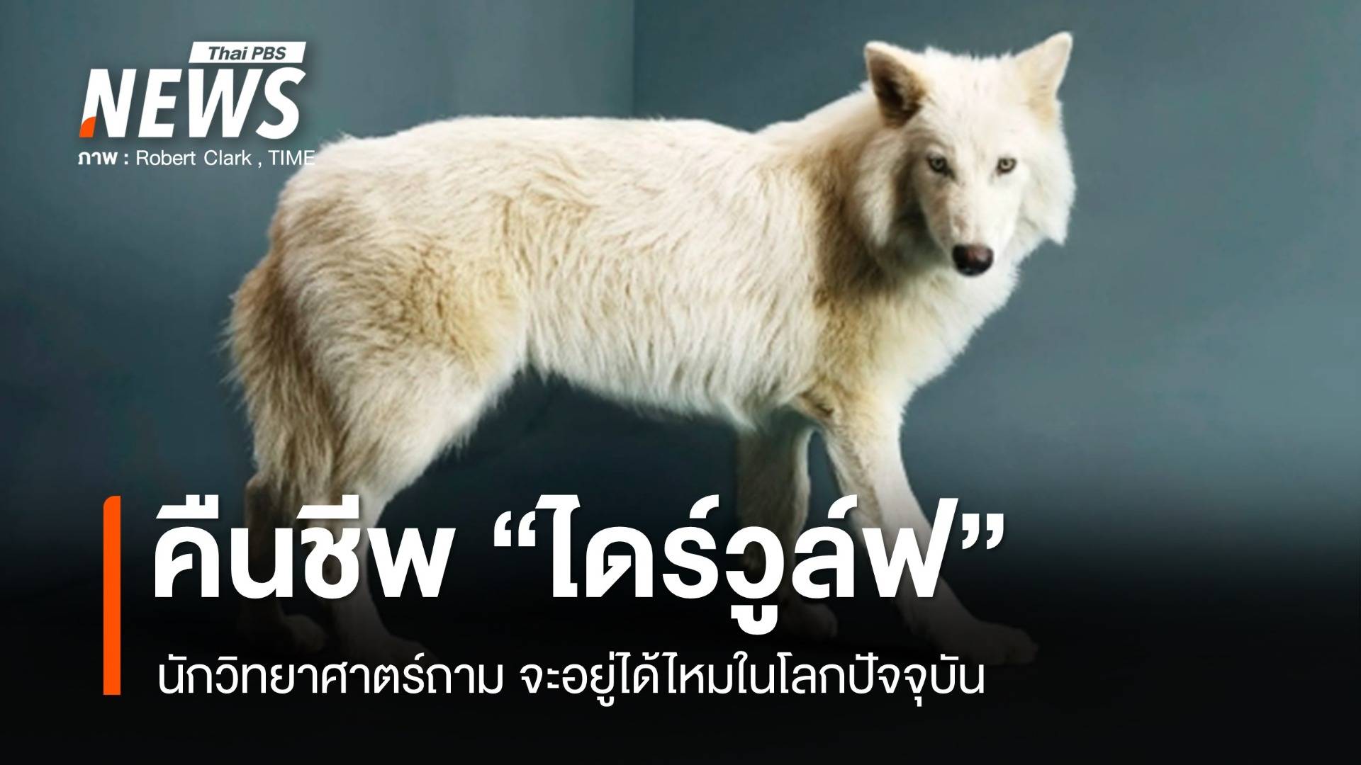 คืนชีพหมาป่าสีขาวไดร์วูล์ฟ ครั้งแรกของโลกหลังสูญพันธุ์ 12,500 ปี