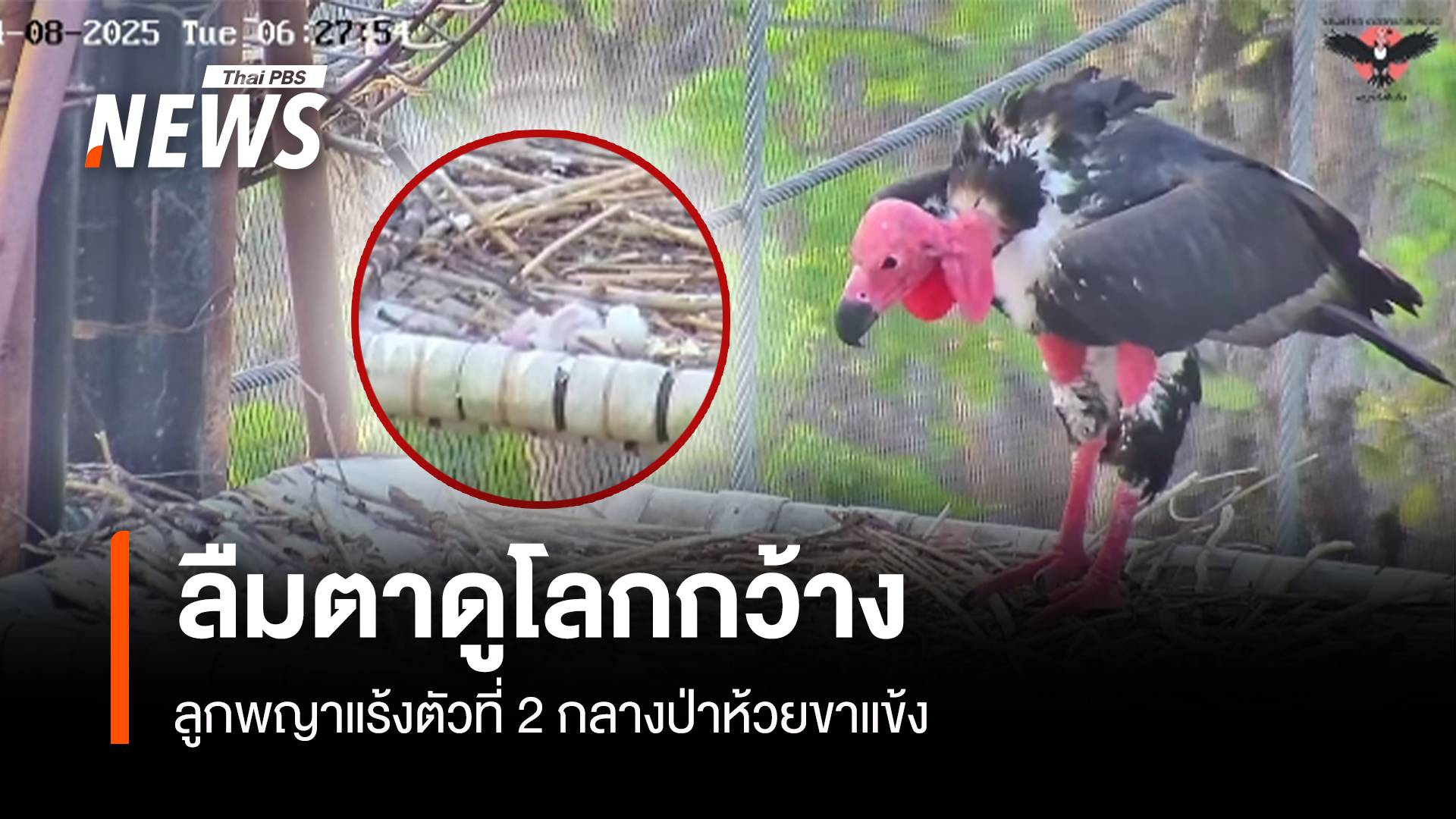 ข่าวดี! รับสงกรานต์ ลูกพญาแร้งตัวที่ 2 ลืมตาดูโลกที่ห้วยขาแข้ง