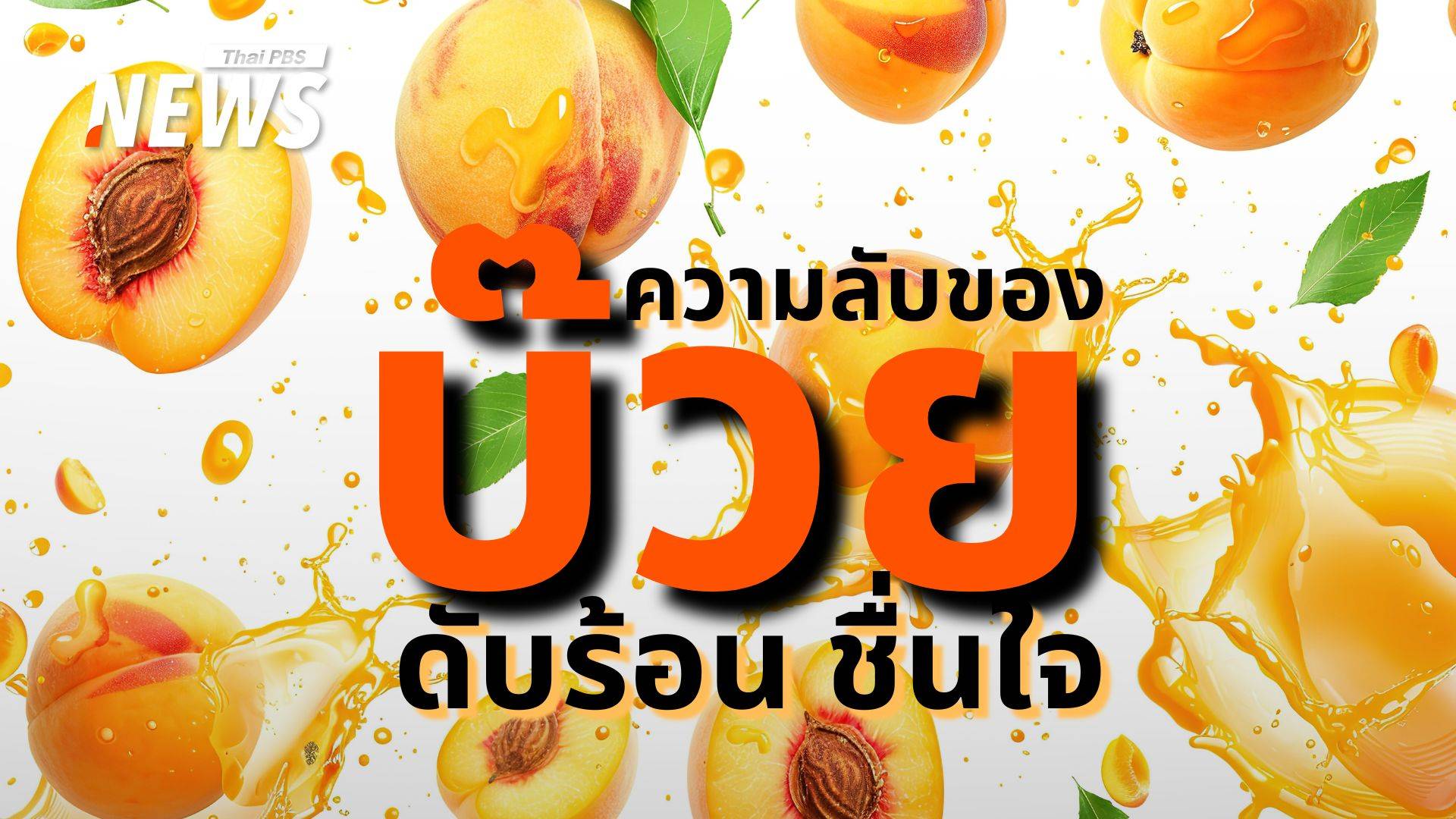 จิ๋วแต่แจ๋ว "บ๊วย" ตัวช่วยคลายร้อนตั้งแต่โบราณจนยุคดิจิทัล