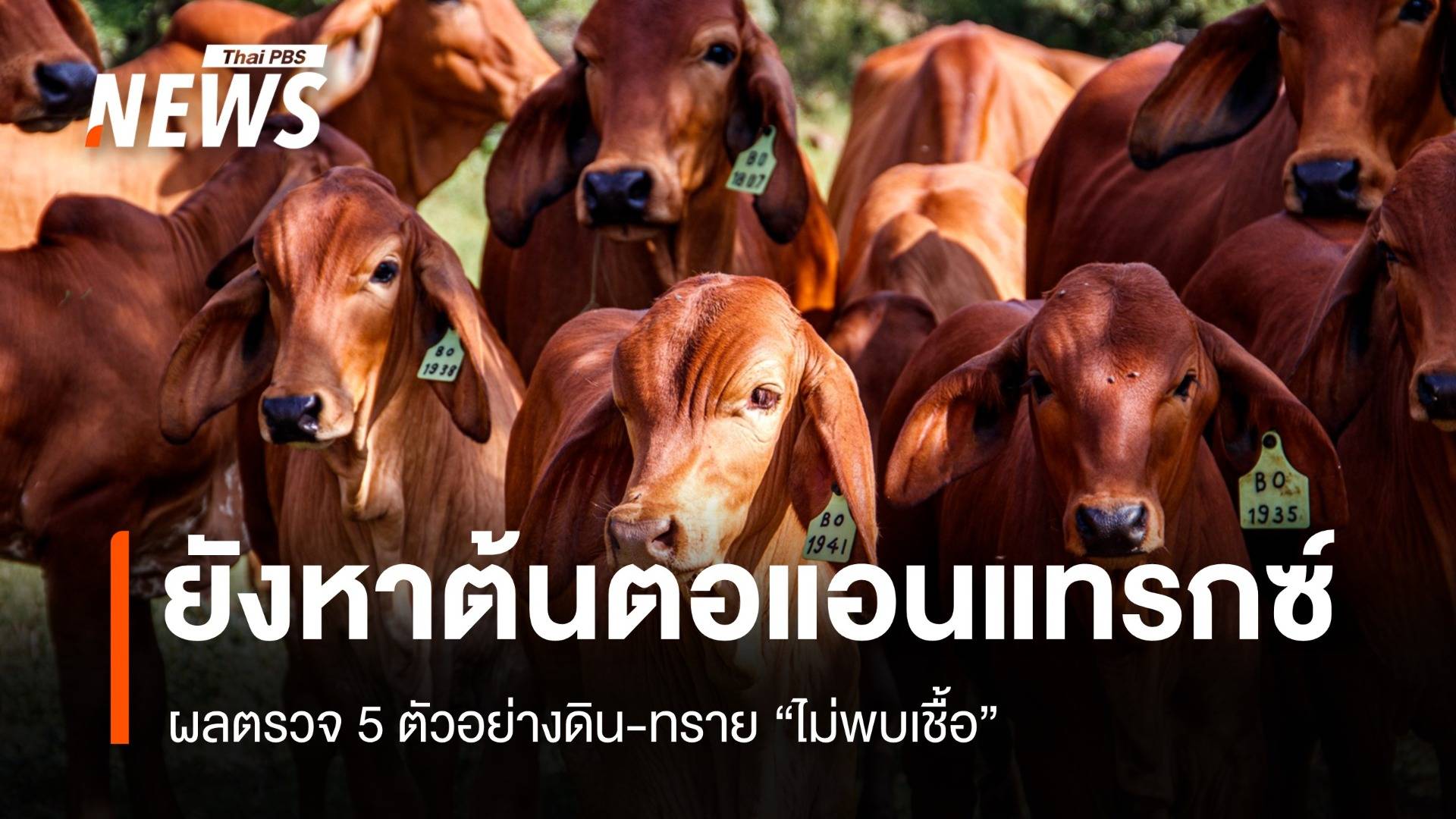 ปศุสัตว์ยังหาต้นตอแอนแทรกซ์ หลังไม่พบเชื้อดิน-ทราย 5 ตัวอย่าง