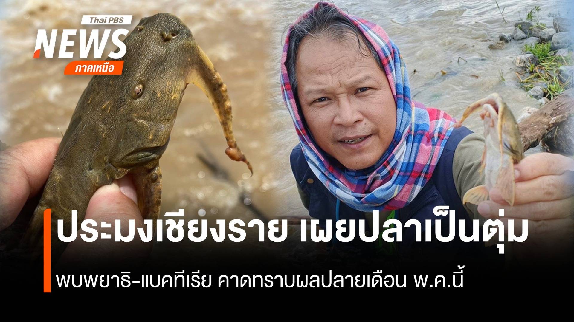 ประมงเชียงราย เผยปลาเป็นตุ่ม พบพยาธิ-แบคทีเรีย คาดทราบผลปลายเดือน พ.ค.นี้
