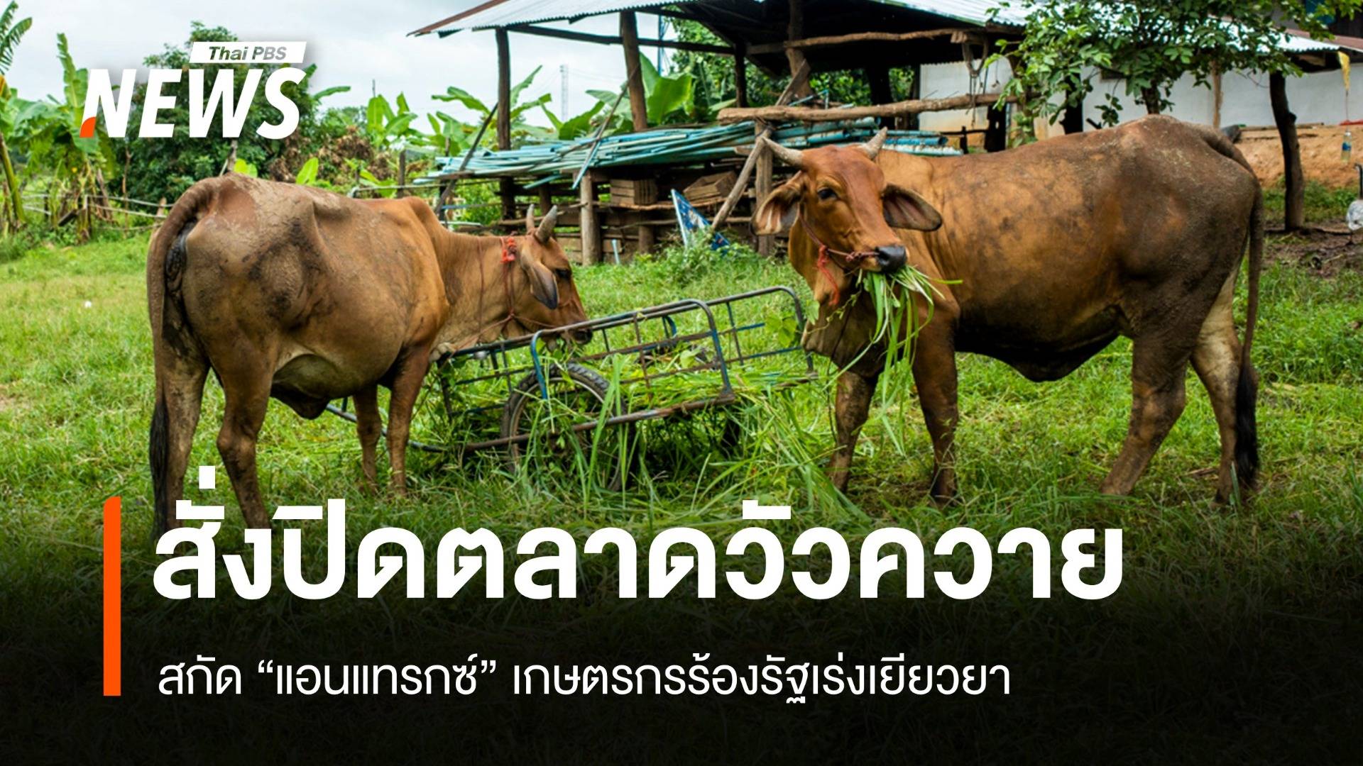 ปศุสัตว์สั่งปิดตลาดโคกระบืออีสาน หวังคุม "แอนแทรกซ์" ระบาด