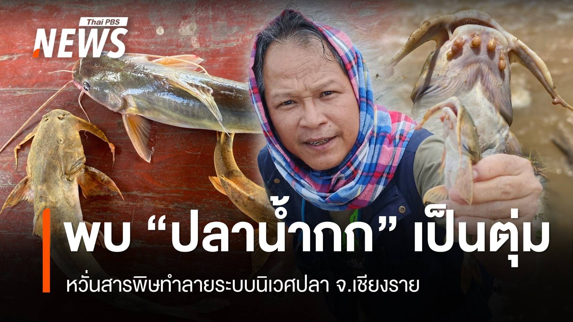 พบปลาน้ำกก-น้ำโขง เป็นตุ่ม หวั่นสารพิษทำลายระบบนิเวศปลา จ.เชียงราย