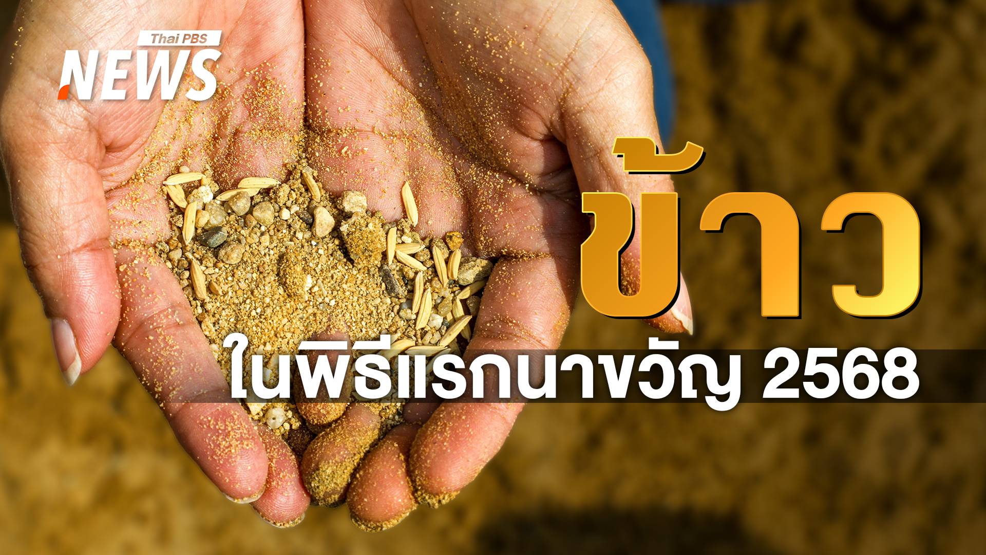 ข้าว 7 พันธุ์ ในพระราชพิธีพืชมงคลจรดพระนังคัลแรกนาขวัญ 2568