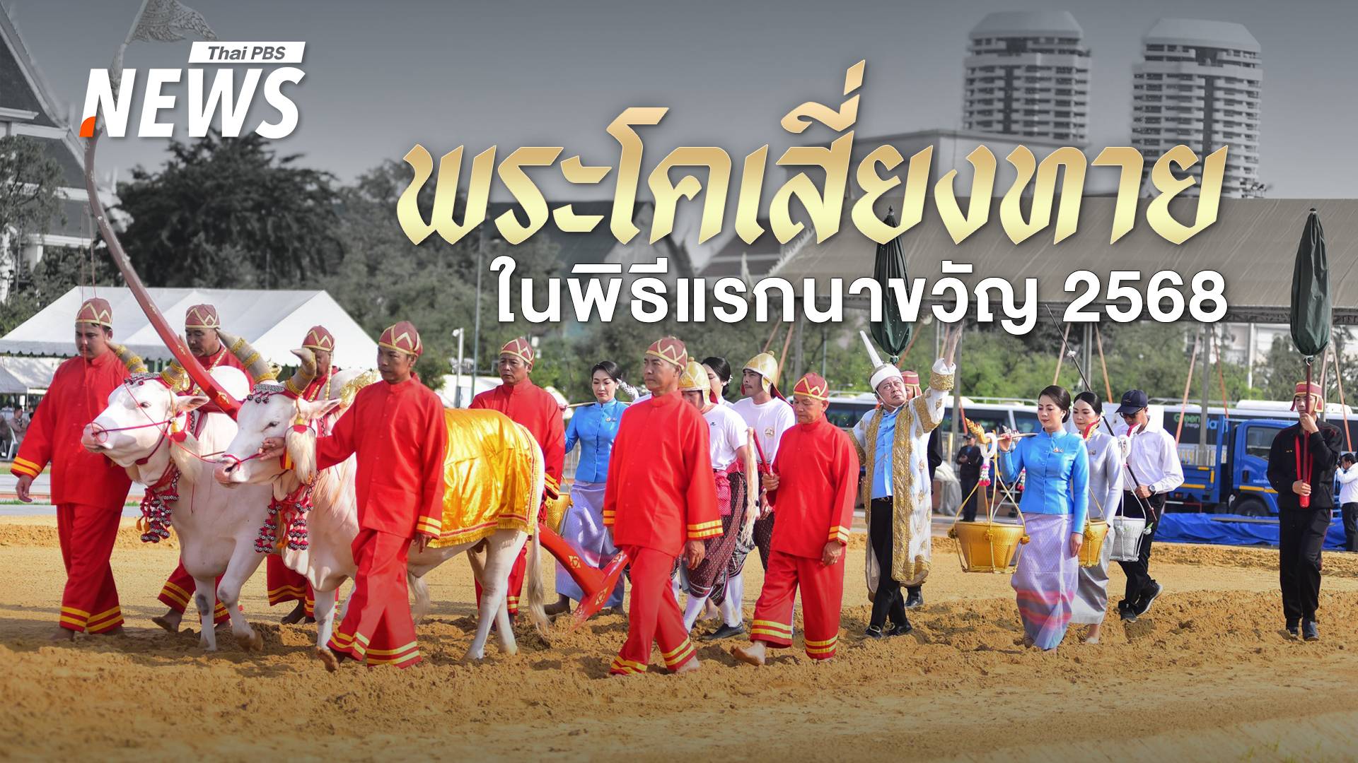 วันพืชมงคล เปิดที่มา พระโคแรกนาขวัญ 2568 โคพื้นเมือง เขางาม ขนสีขาว เดินสง่า