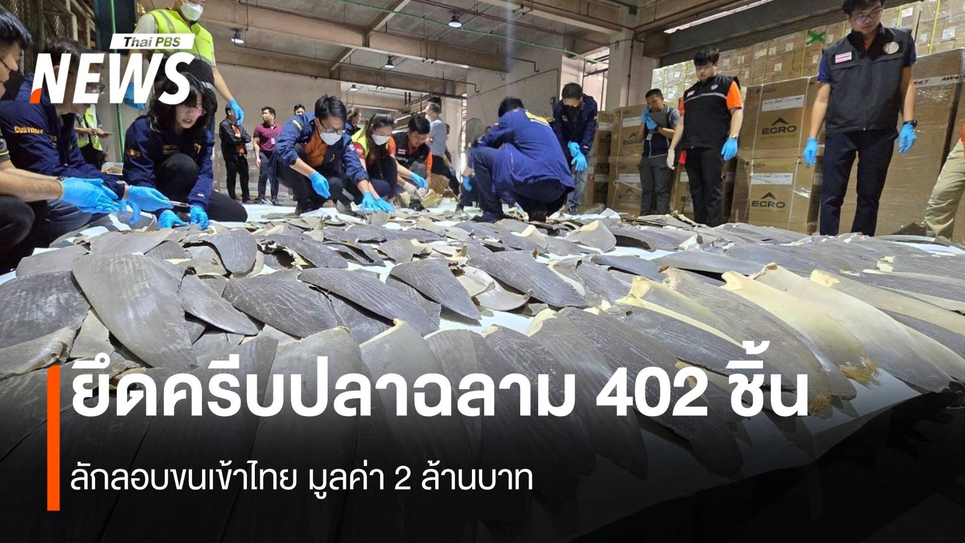 กรมศุลฯ ยึดครีบปลาฉลาม 402 ชิ้น ลักลอบเข้าไทย มูลค่า 2 ล้านบาท
