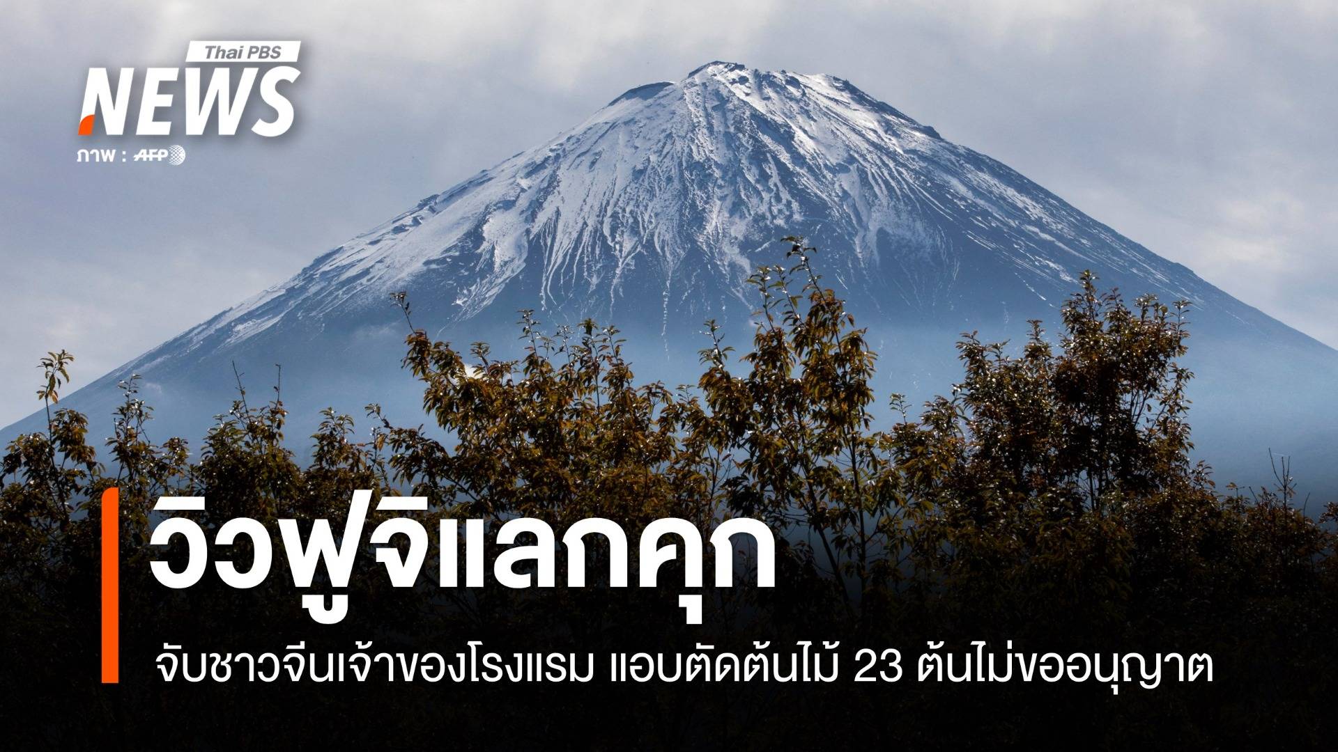 จับเจ้าของโรงแรมจีนในญี่ปุ่น ตัดต้นไม้เพื่อ "วิวฟูจิ" ไม่ขออนุญาต