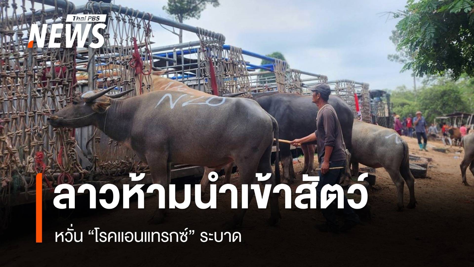 ลาวห้ามนำเข้า-ส่งผ่านสัตว์จากไทย หวั่นโรคแอนแทรกซ์