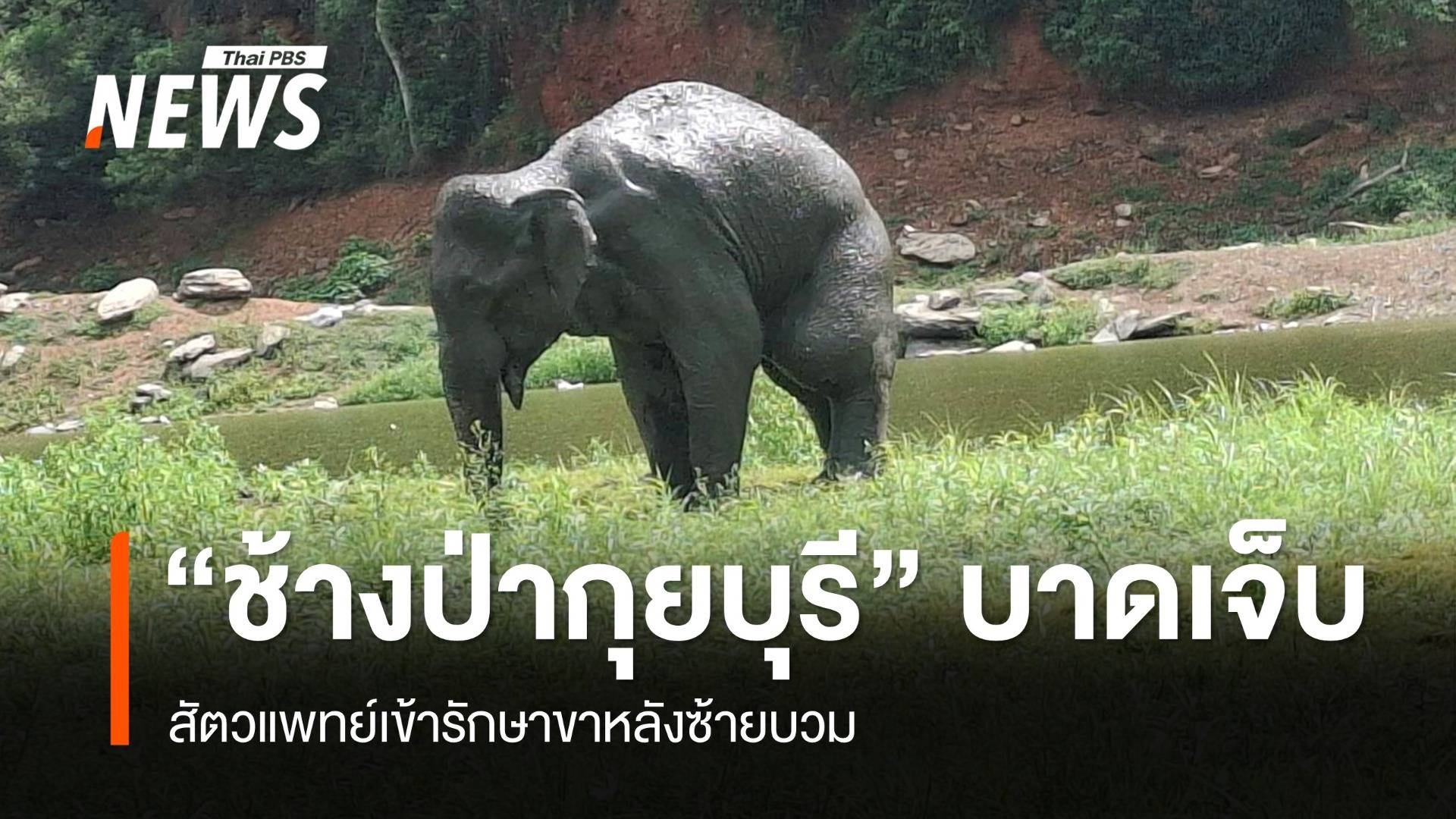 เร่งช่วย "ช้างป่ากุยบุรี" ขาหลังซ้ายบวม