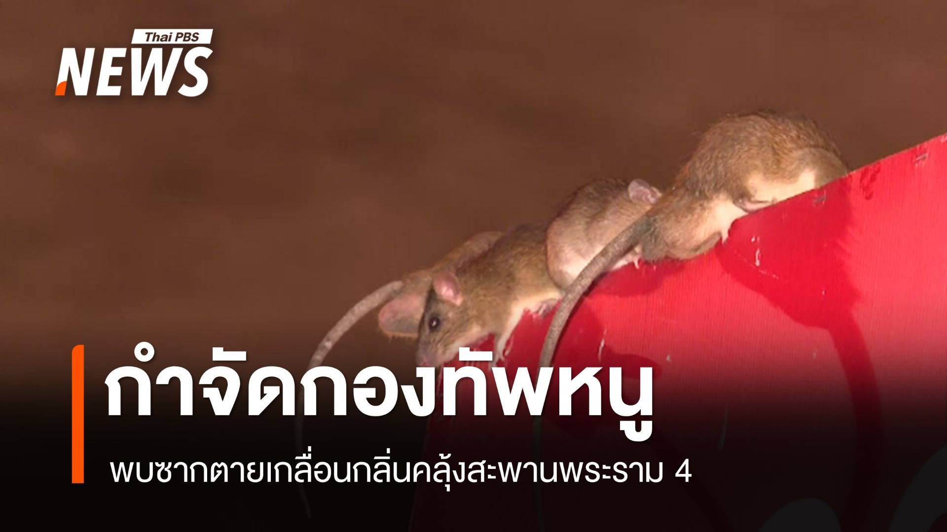 กำจัด "กองทัพหนู" ตายเกลื่อนสะพานพระราม 4