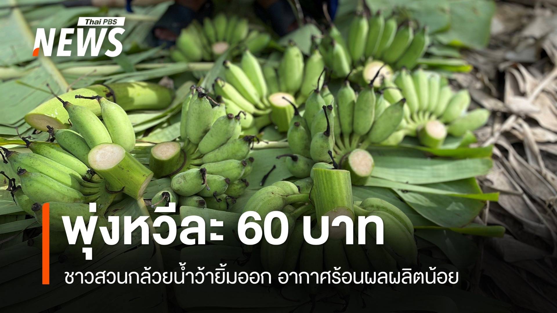 ราคาพุ่ง "กล้วยน้ำว้า" ฉุดไม่อยู่ขายหวีละ 80 บาท 